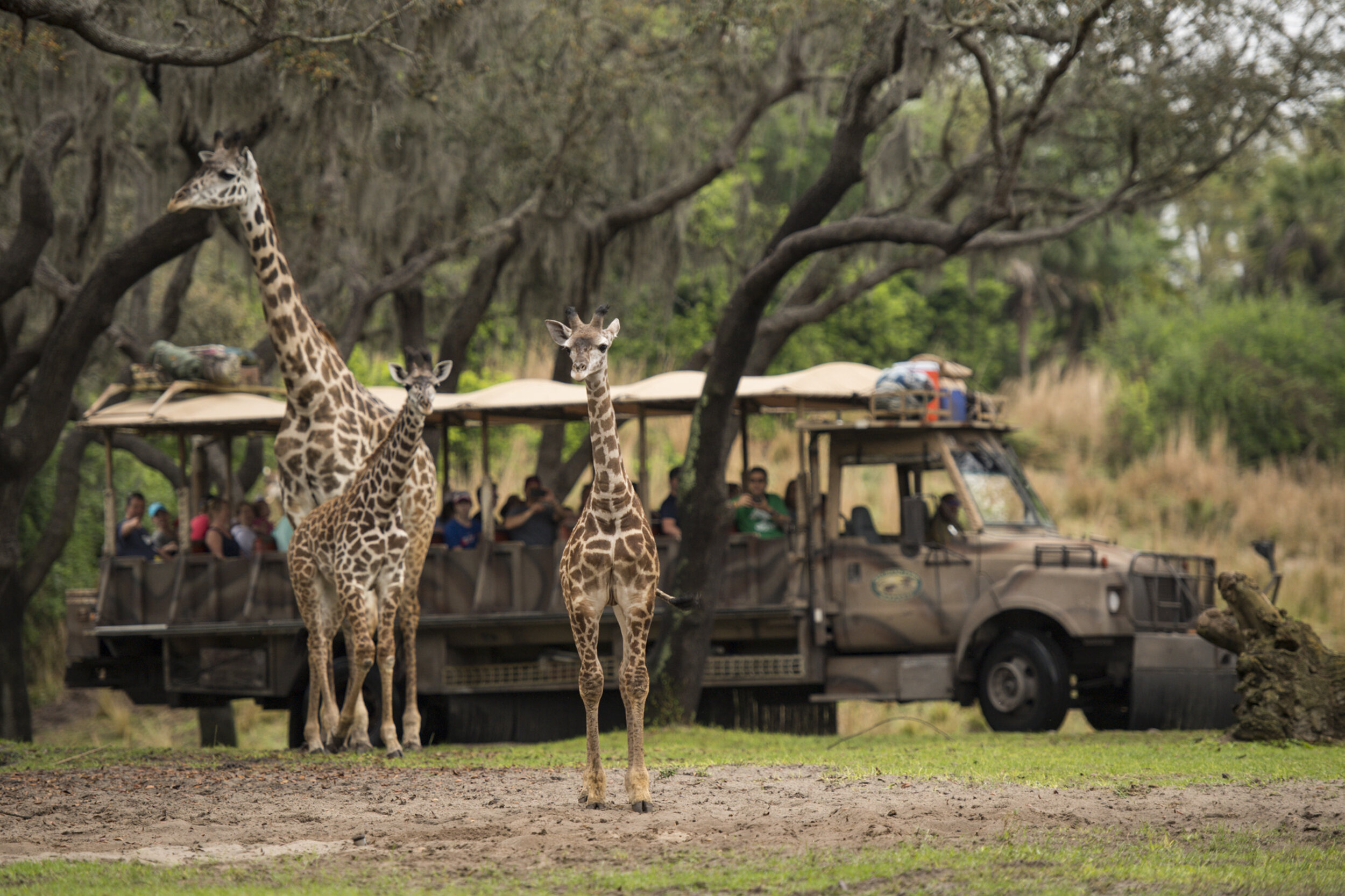 Kilimanjaro Safari