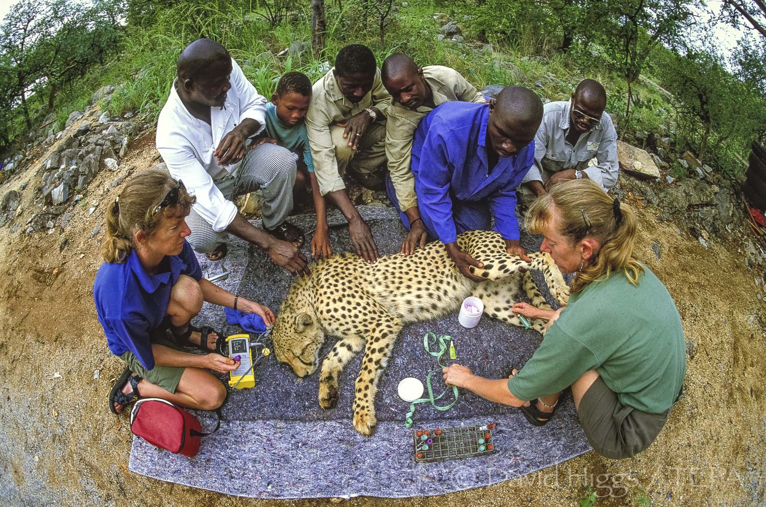 CHEETAH CONSERVATION IN NAMIBIA The Environmental Press Agency
