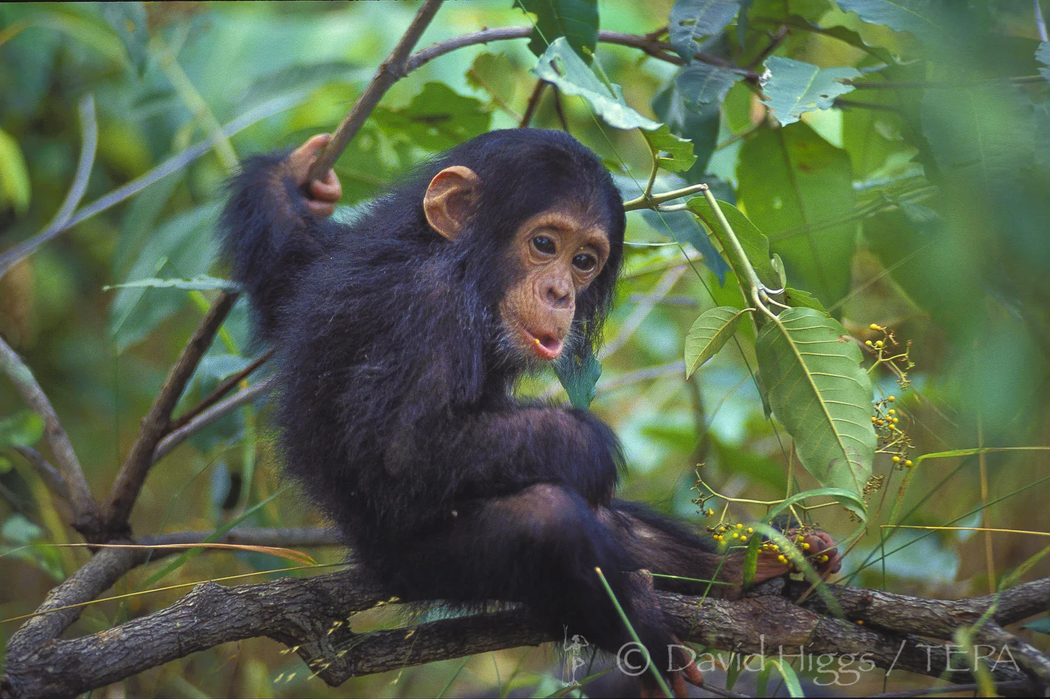 07 873.04 CHIMP NIK03.jpg
