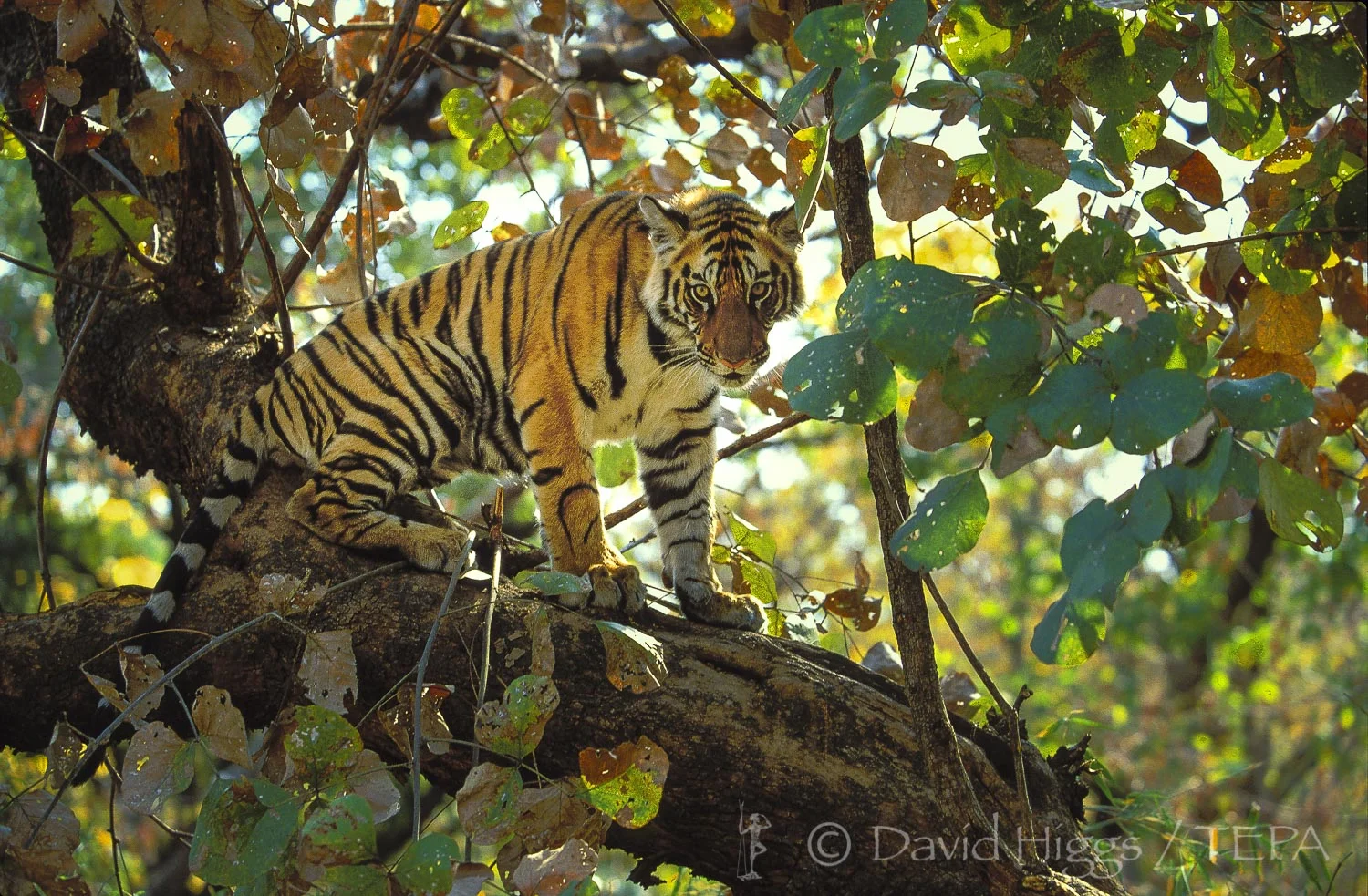 INDIAN TIGERS — The Environmental Press Agency