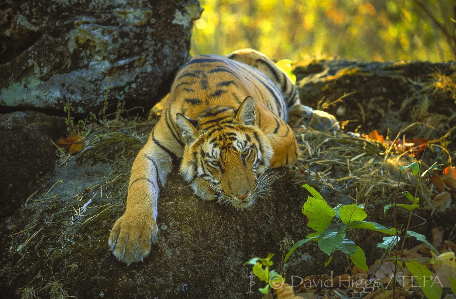 INDIAN TIGERS — The Environmental Press Agency