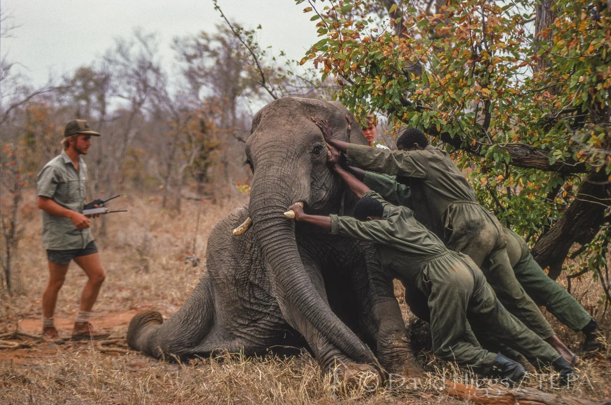 799.05 ELEVAC EPSON1200 UNSHARP01.jpg