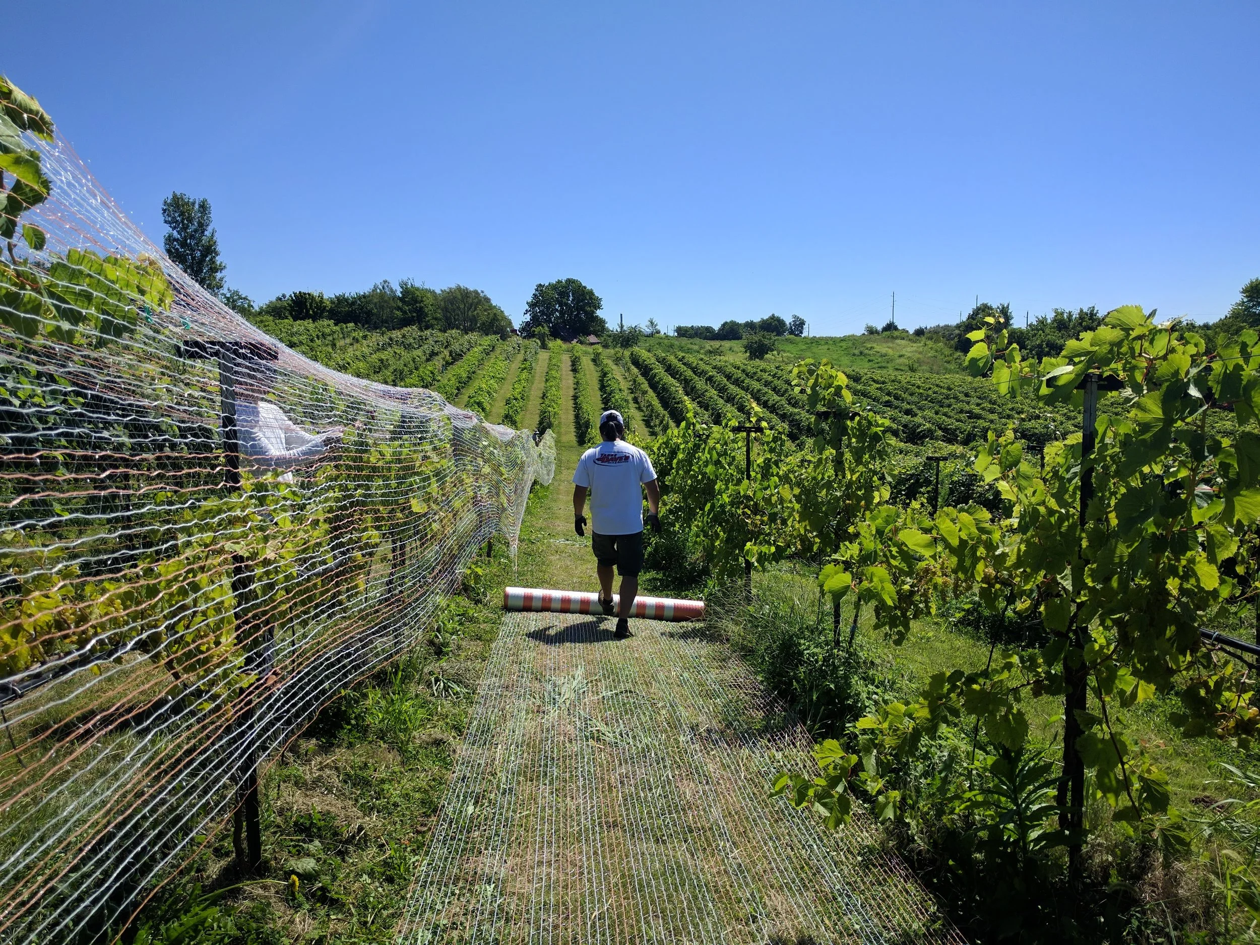 A person walking between two rows of vines while putting netting over the vine canopy
