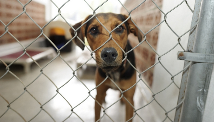 Rescuring-a-Dog-From-a-Shelter.jpg