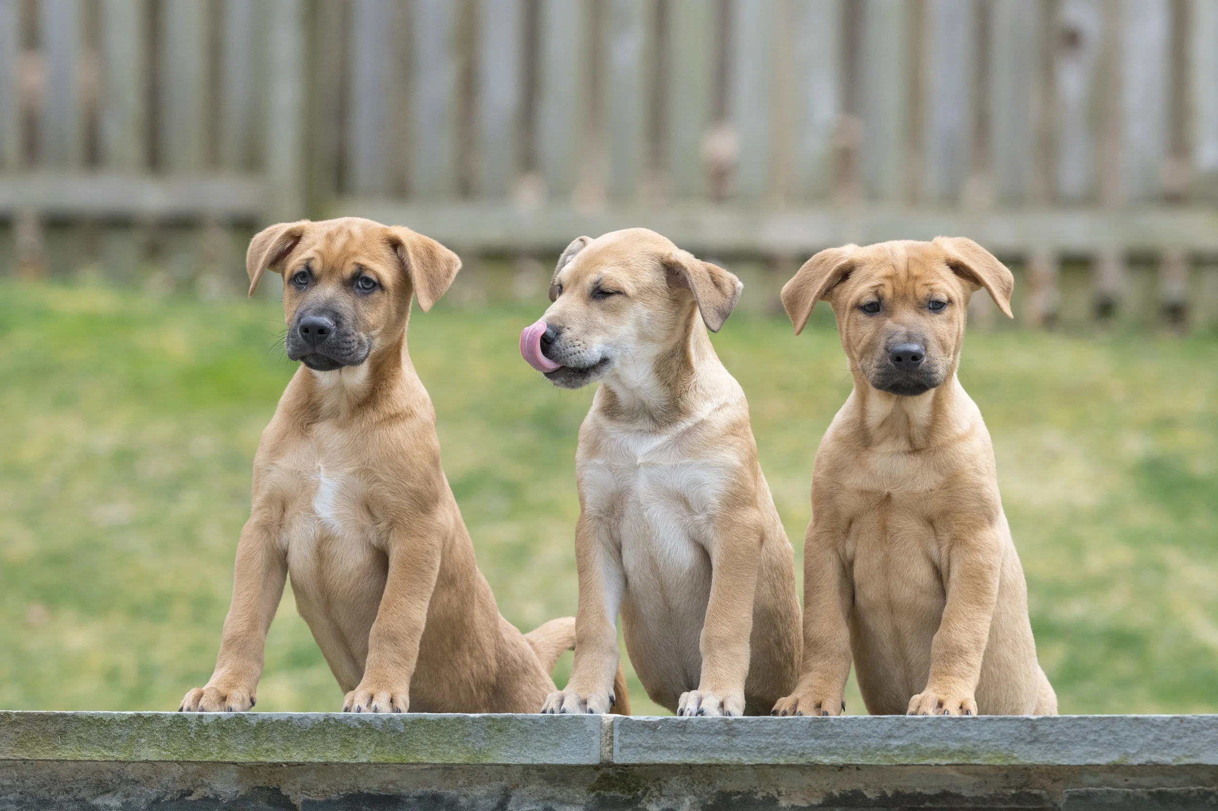 Animal Alliance Animal Alliance