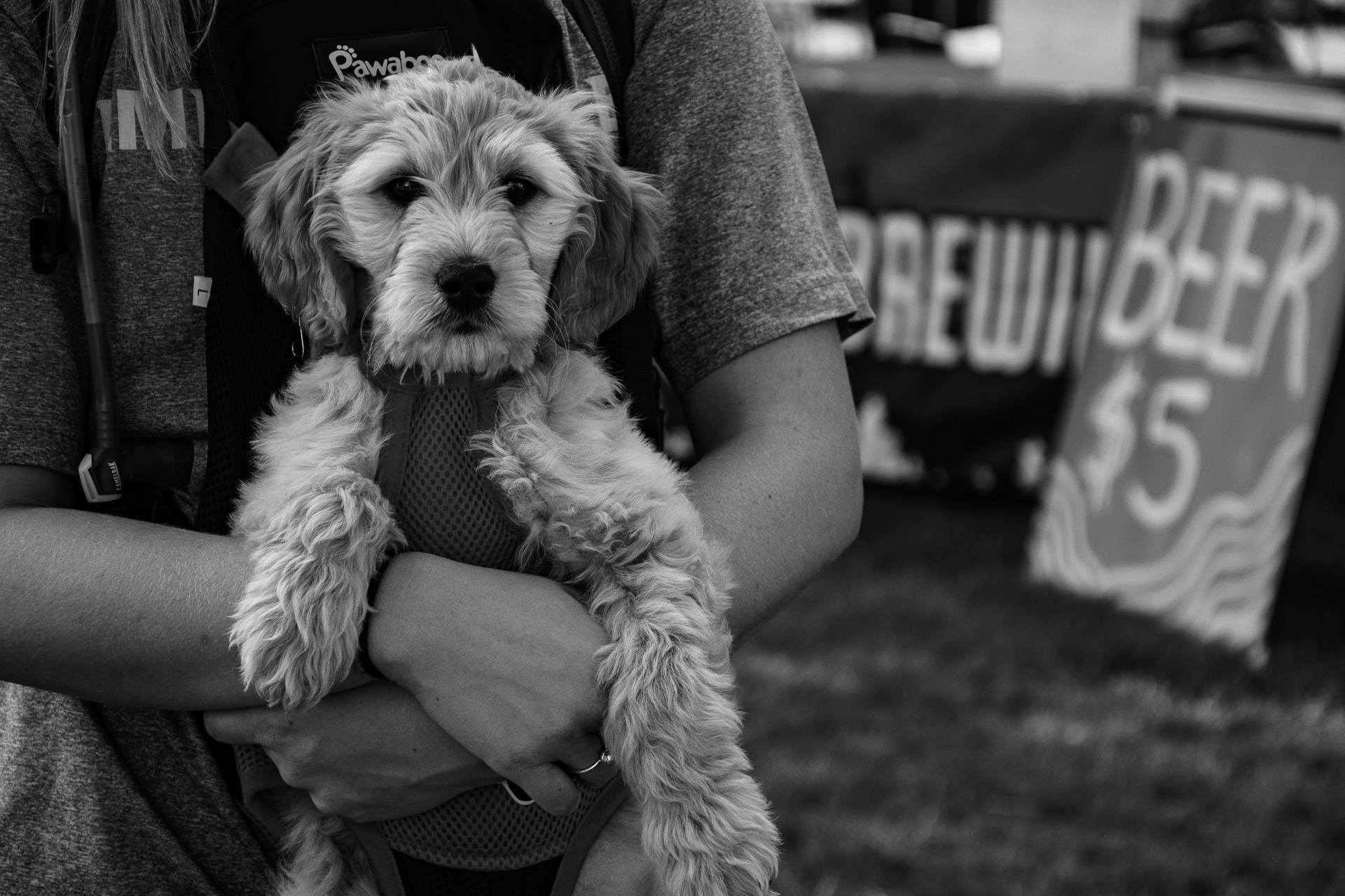pexels-photo-1154178.jpeg