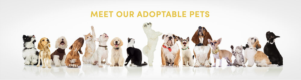 Process / Policies — Animal Alliance Process / Policies — Animal Alliance