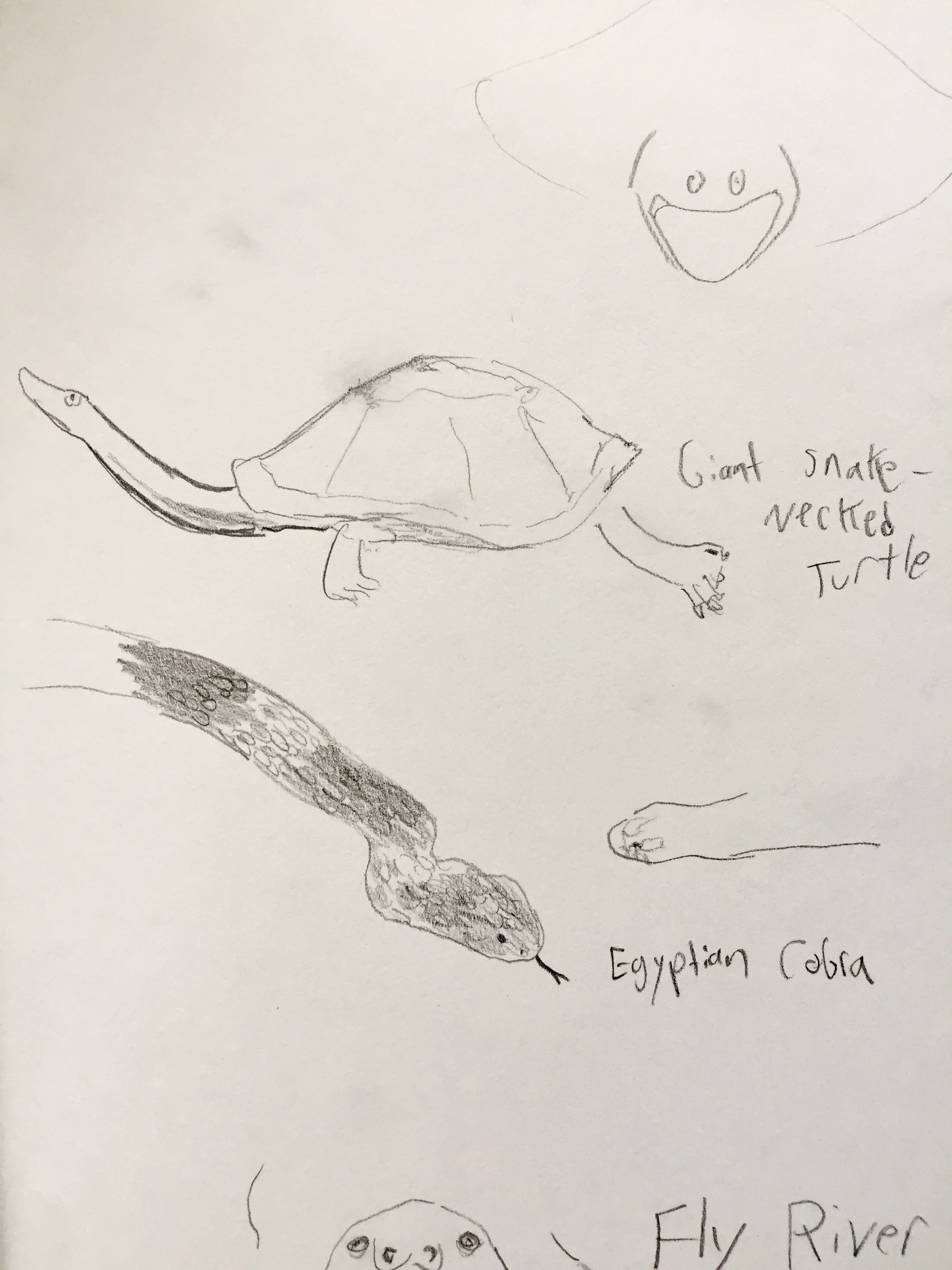 cobra snake neck.jpg