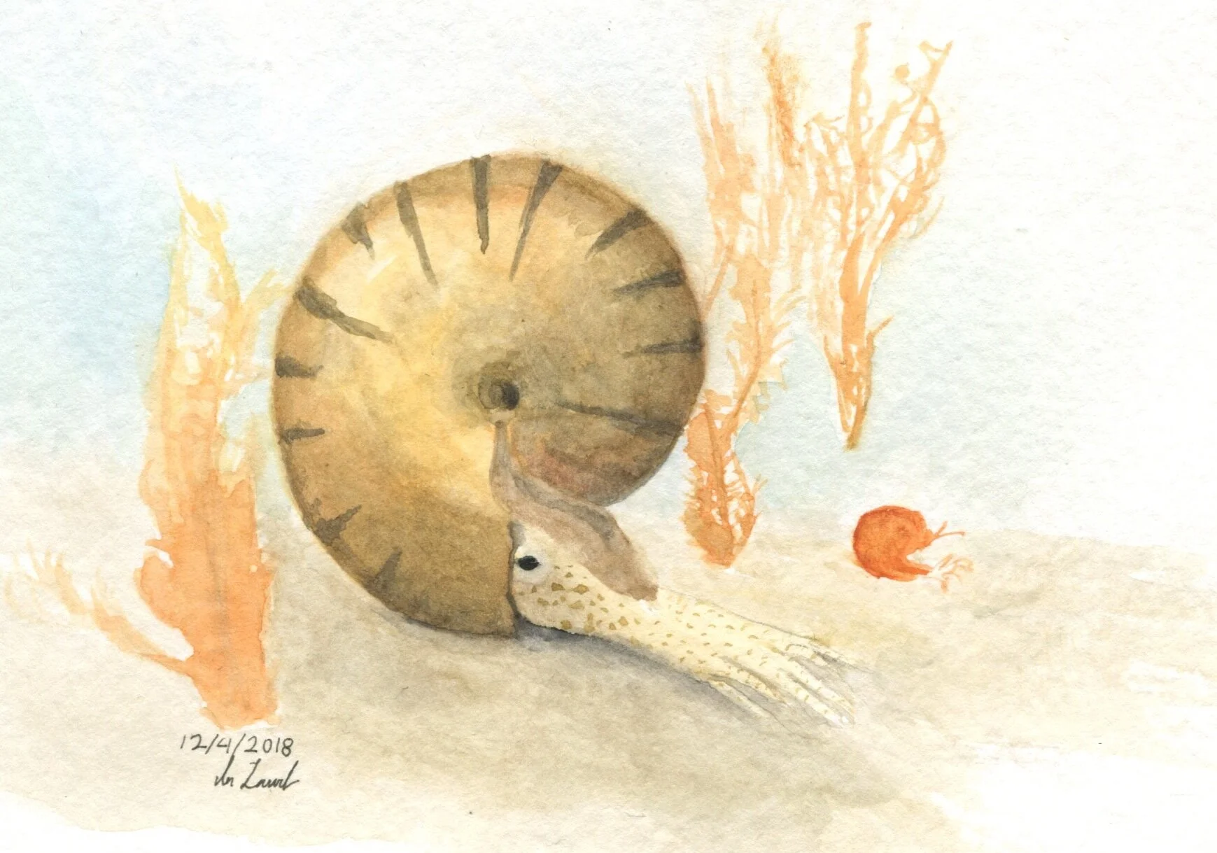 ammonite.jpeg