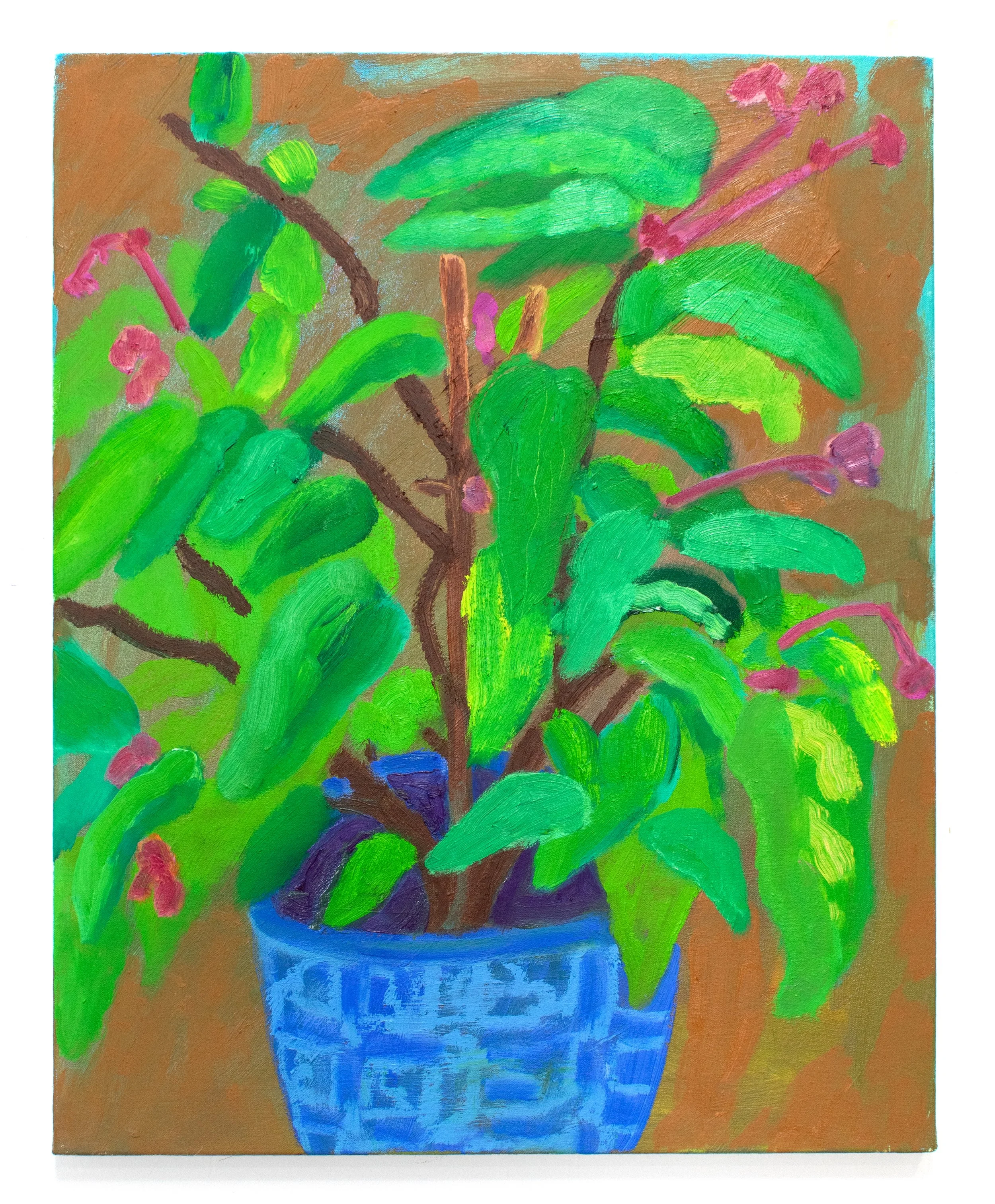 Growing Begonia 1, 2023
