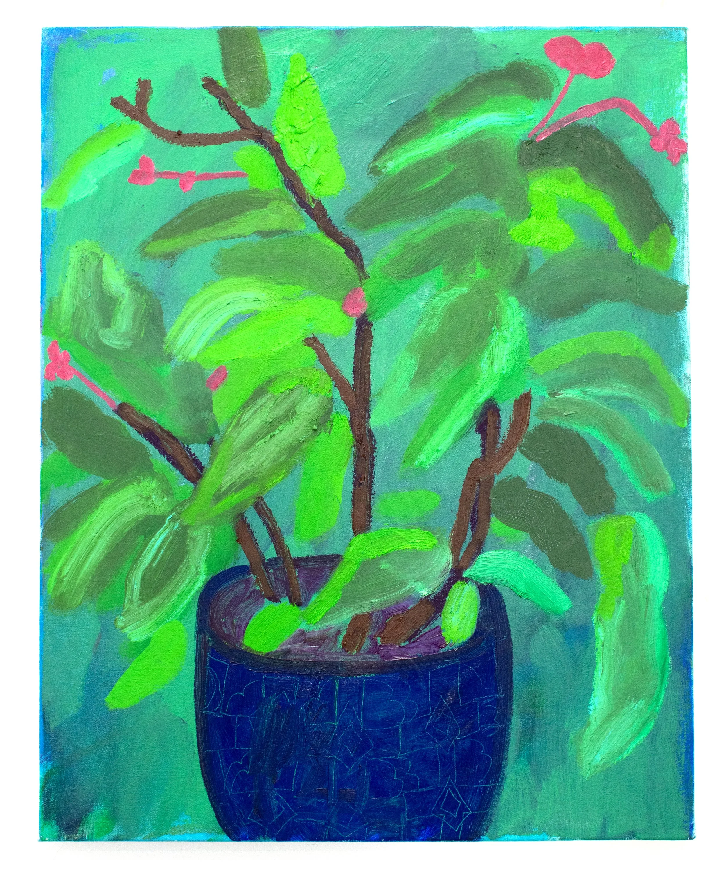 Growing Begonia 2, 2023