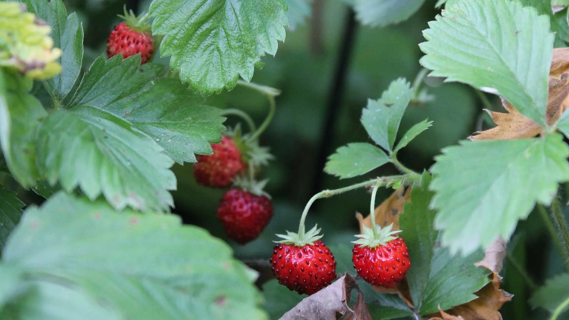 Rethink-nemi-strawberries.jpg