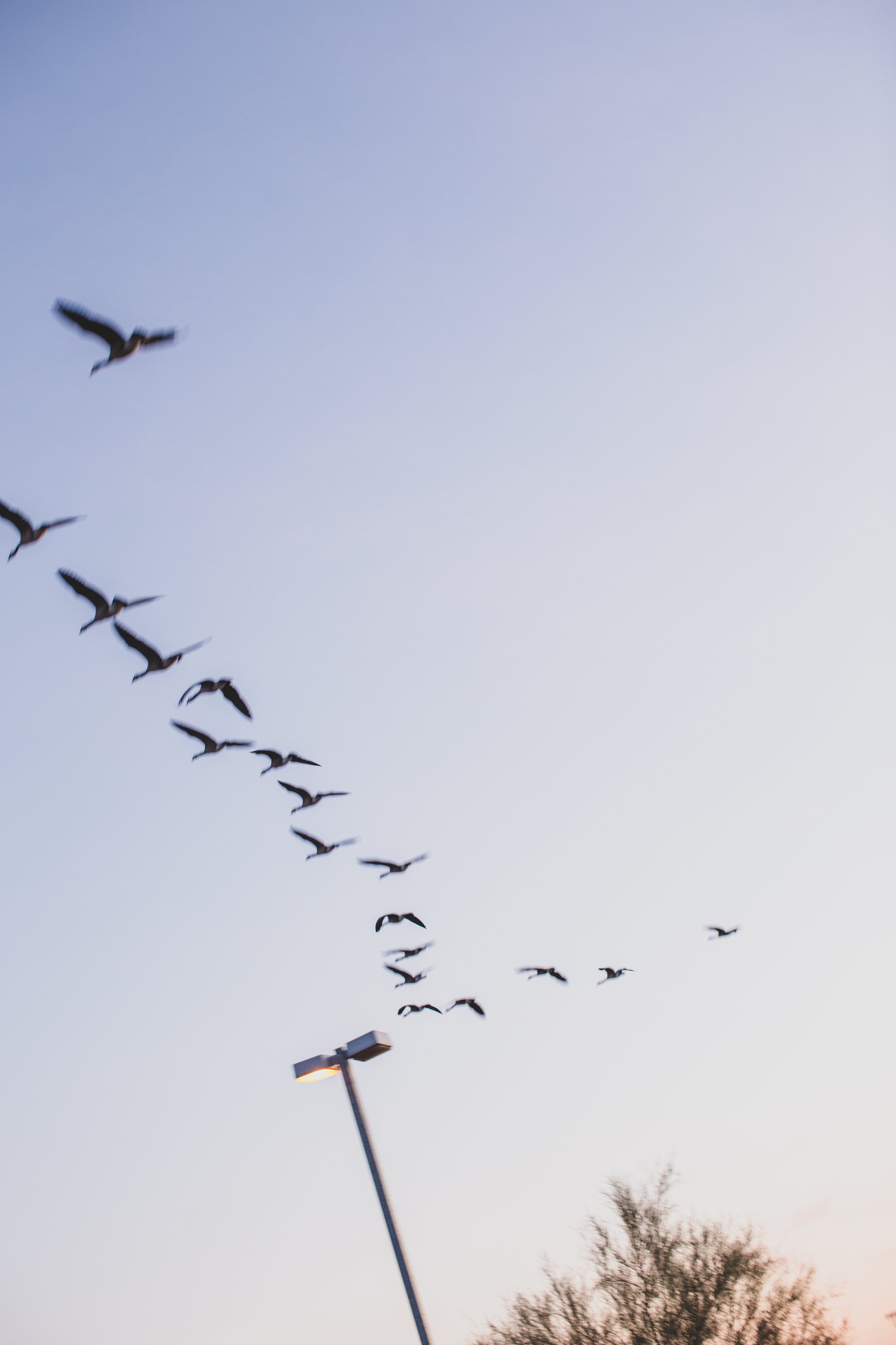 Birds in the sky during sunset at family desert photo session near Papago Park in Tempe, Arizona by Phoenix based family photographer Jennifer Lind Schutsky. 