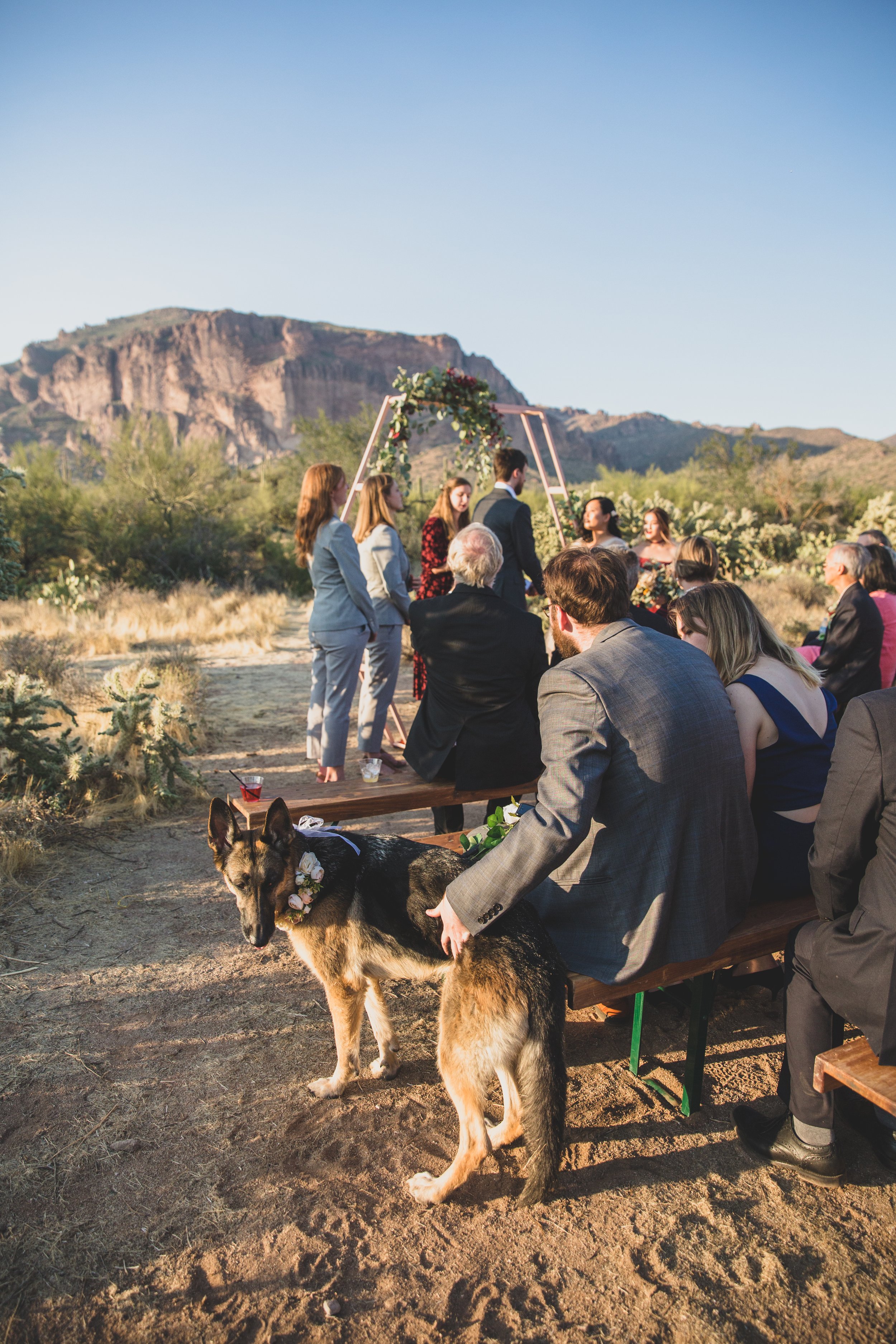 Guests and couple’s dog watching the wedding ceremony at an intimate Superstition Mountain micro wedding in  rural Arizona by destination wedding photographer, Jennifer Lind Schutsky. 