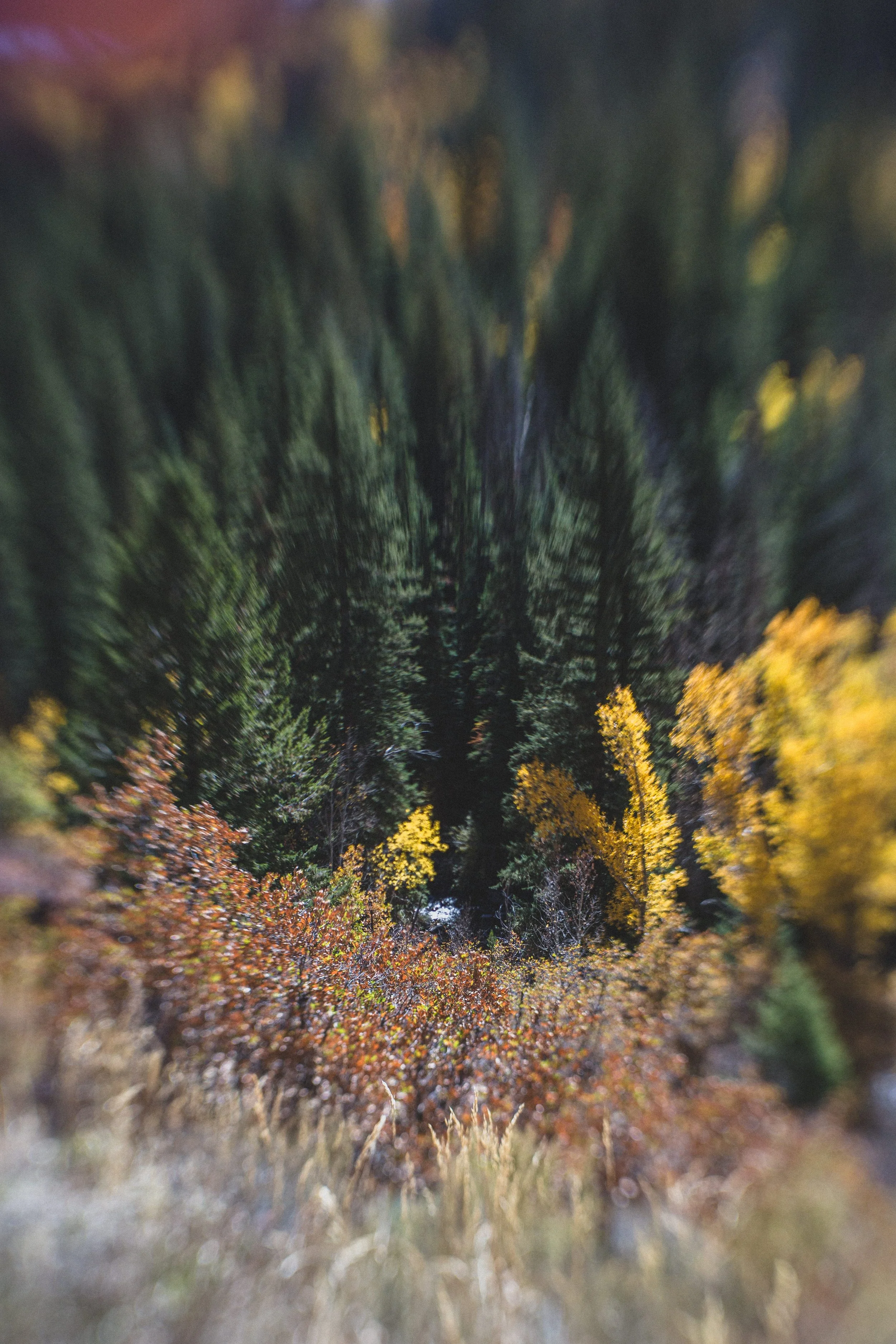 Colorado by Jennifer Lind Schutsky October 2025 EDITED-8861.jpg