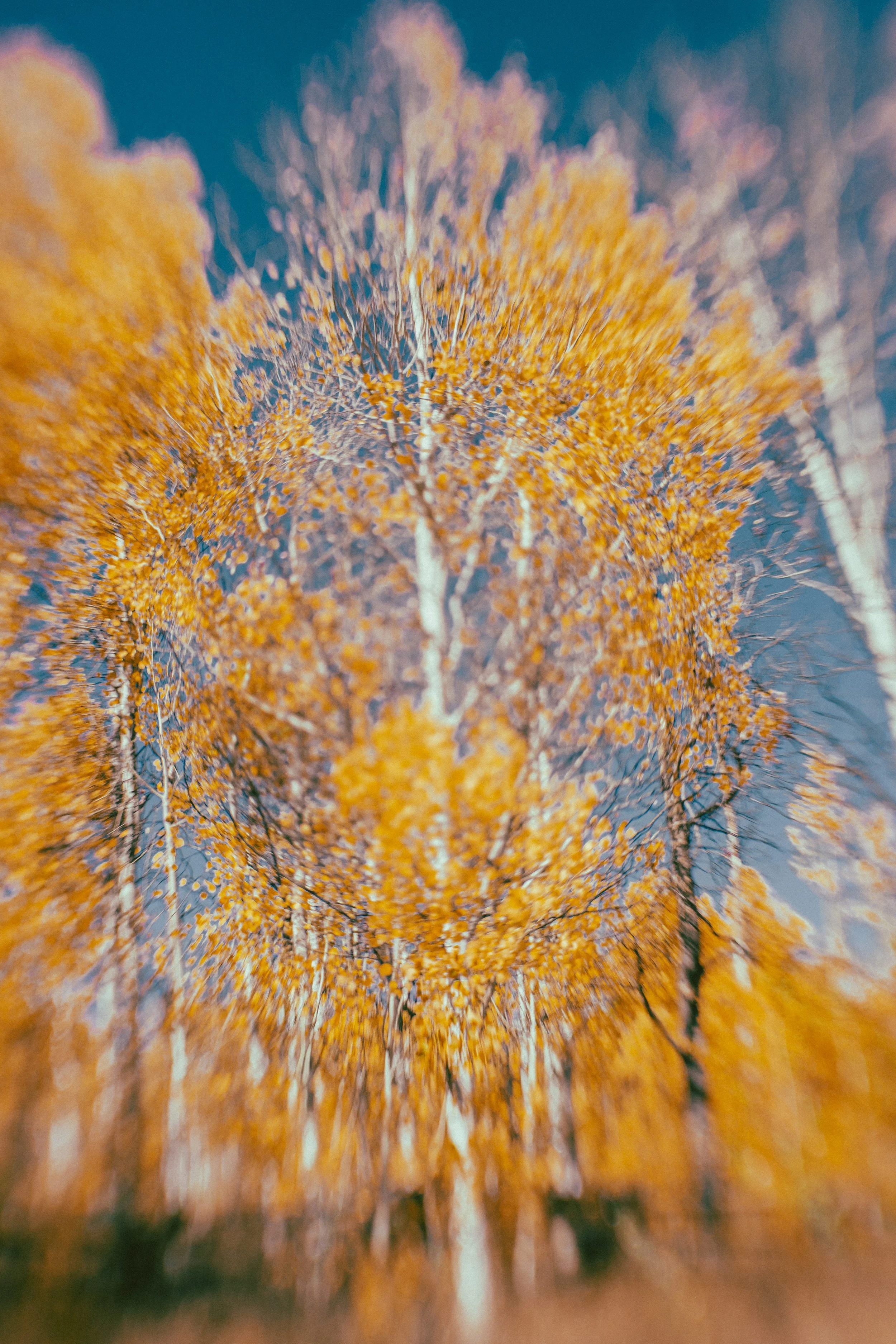 Colorado by Jennifer Lind Schutsky October 2025 EDITED-8869.jpg