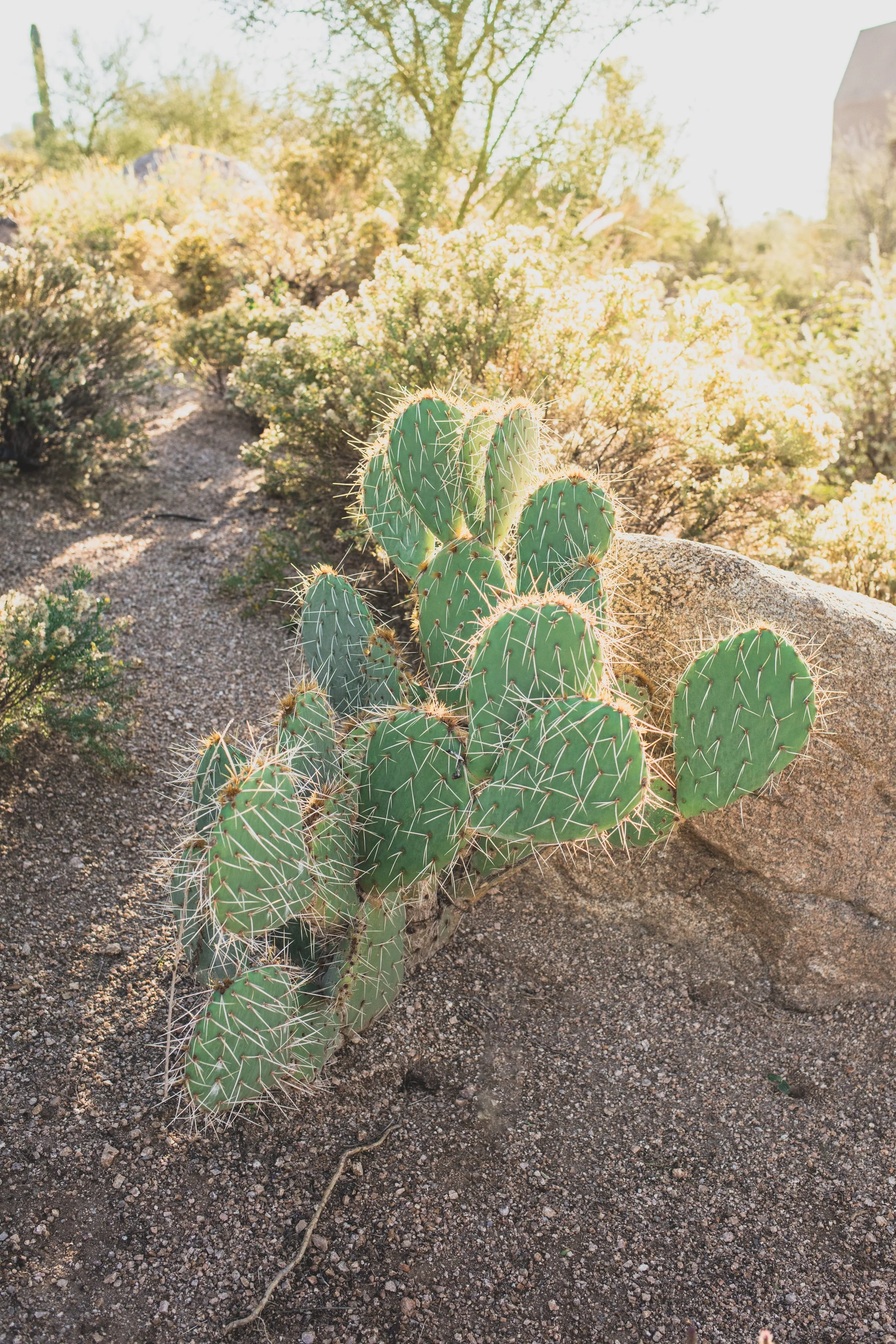 Troon North Wedding; Abby and Ryan in Cave Creek, Arizona by Jennifer Lind Schutsky October 2025 EDITED-9536.jpg