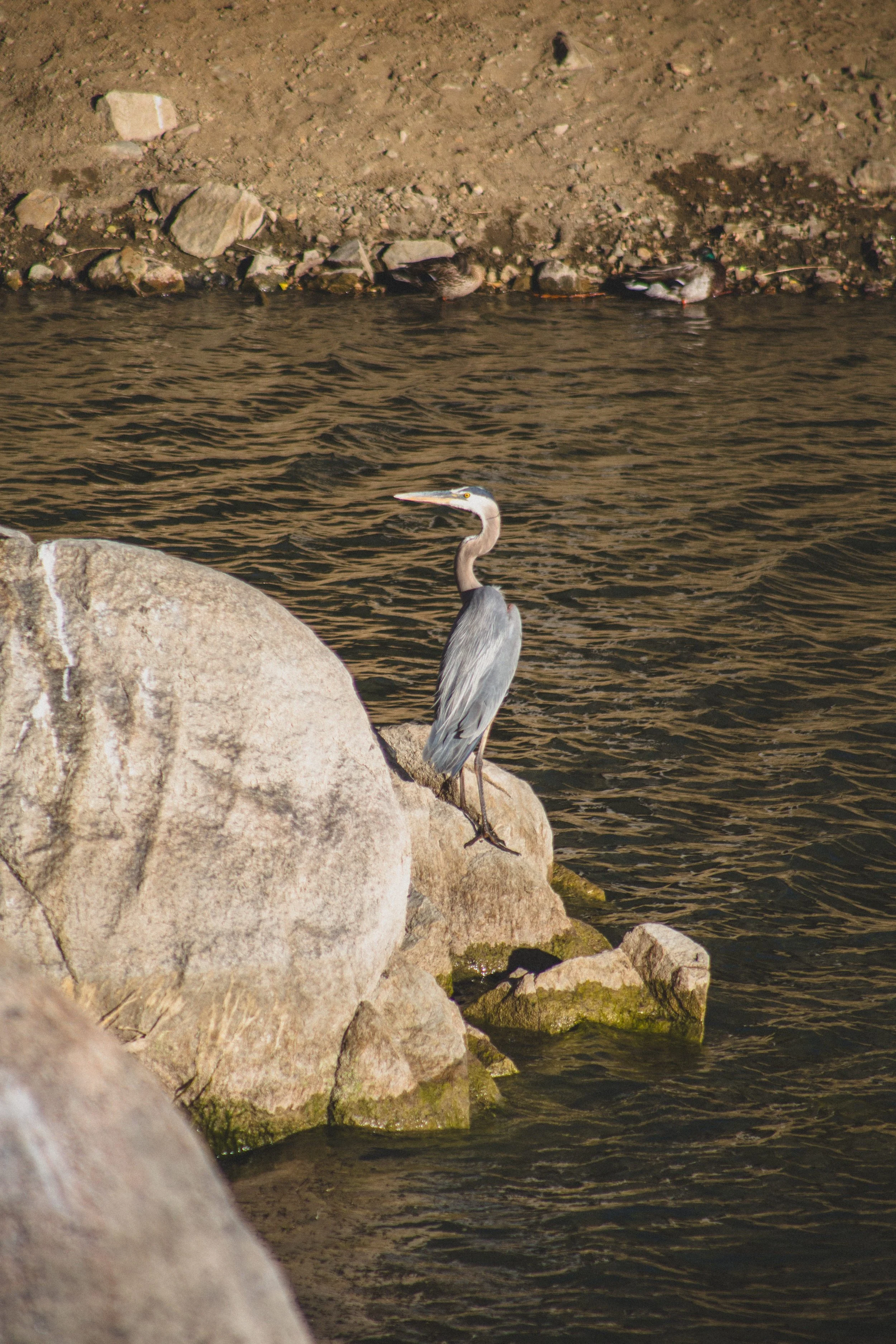 Surprise Proposal Adrian + Nicole June 2025 at Goldwater Lake in Prescott, Arizona by Jennifer Lind Schutsky June 2025 EDITED-2129.jpg