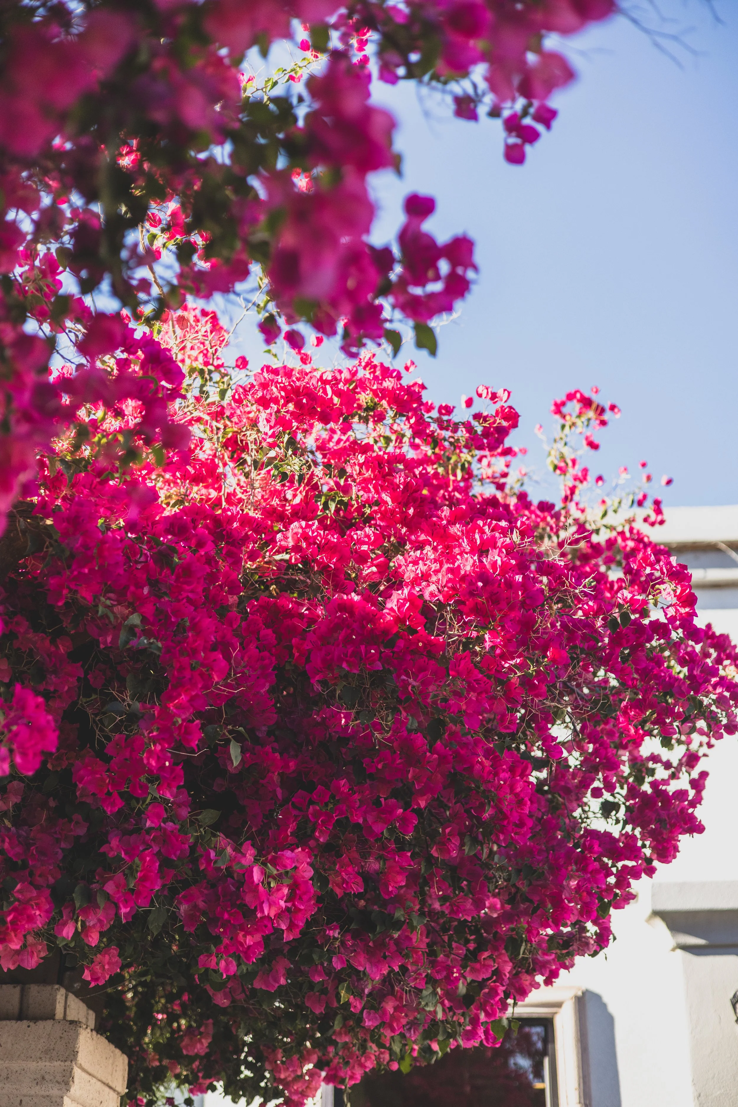 Shelby and Skyler Wedding at Antigua Garden in Phoenix, Arizona by Photographer, Jennifer Lind Schutsky, April 2026 EDITED-448.jpg
