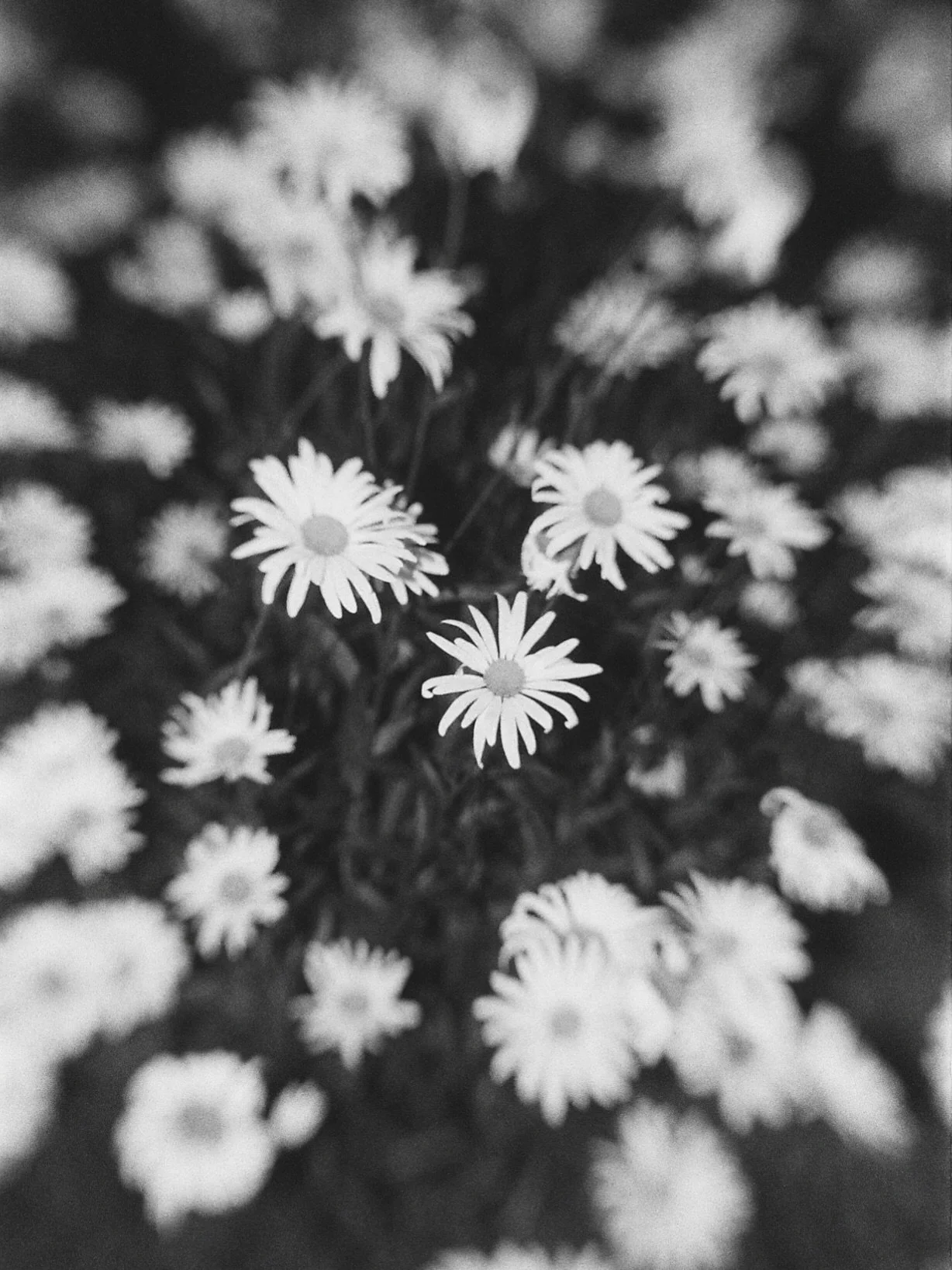 Black and white #Summer 🖤

#onfilm #illfordhp5 #filmphotographer #canon
📍 Lake Tahoe
📍 Crescent City, NorCal 
📍 Las Vegas
