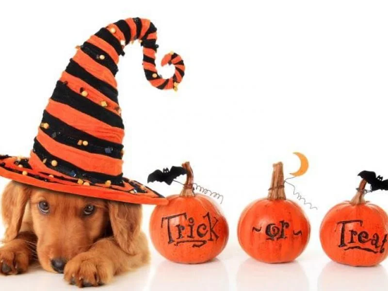 pet costumer.jpg