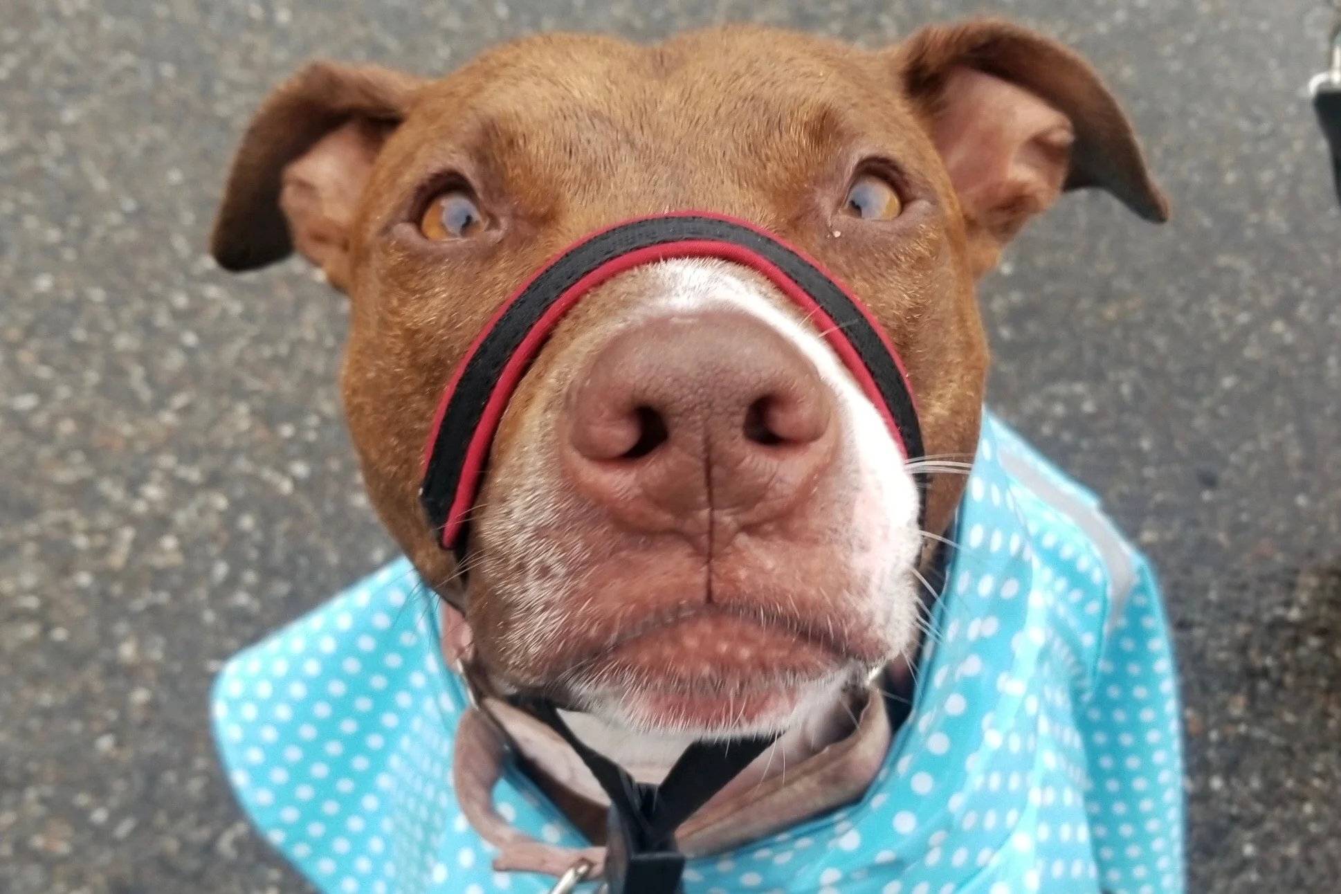 Our friend the Halti