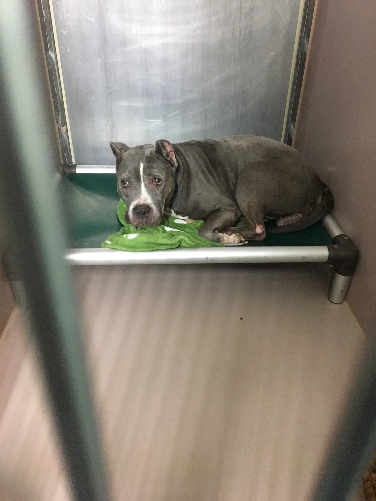 Gert in the shelter when I arrived to take her home