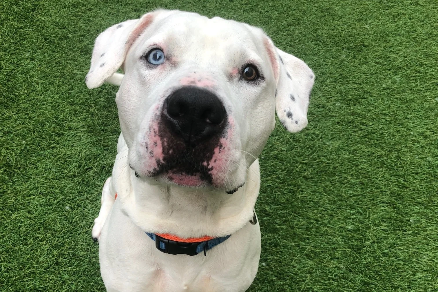 Responsible Rescue Part 7: Responsible Breeders