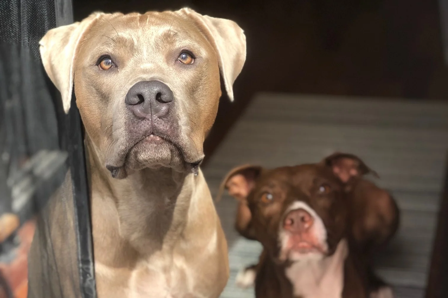 Why Do My Dogs Fight