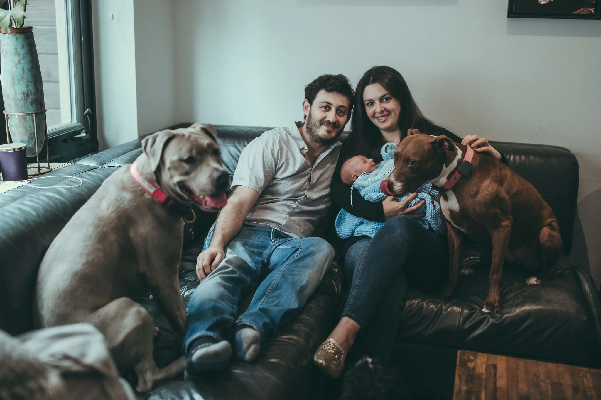 Introducing our baby to our dogs