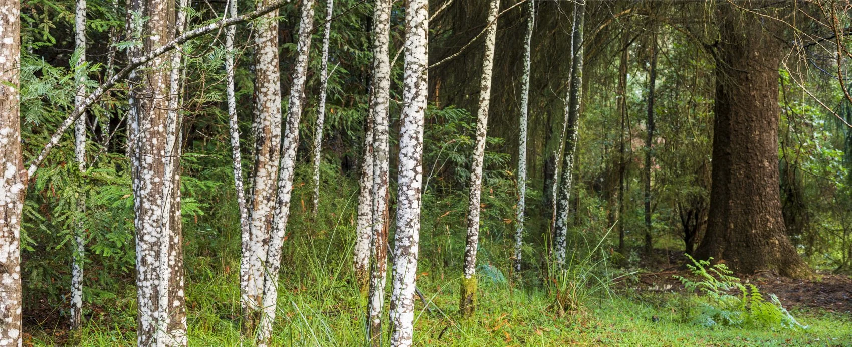 Black Spur Portfolio shots (17 of 142)-HDR-Pano.jpg