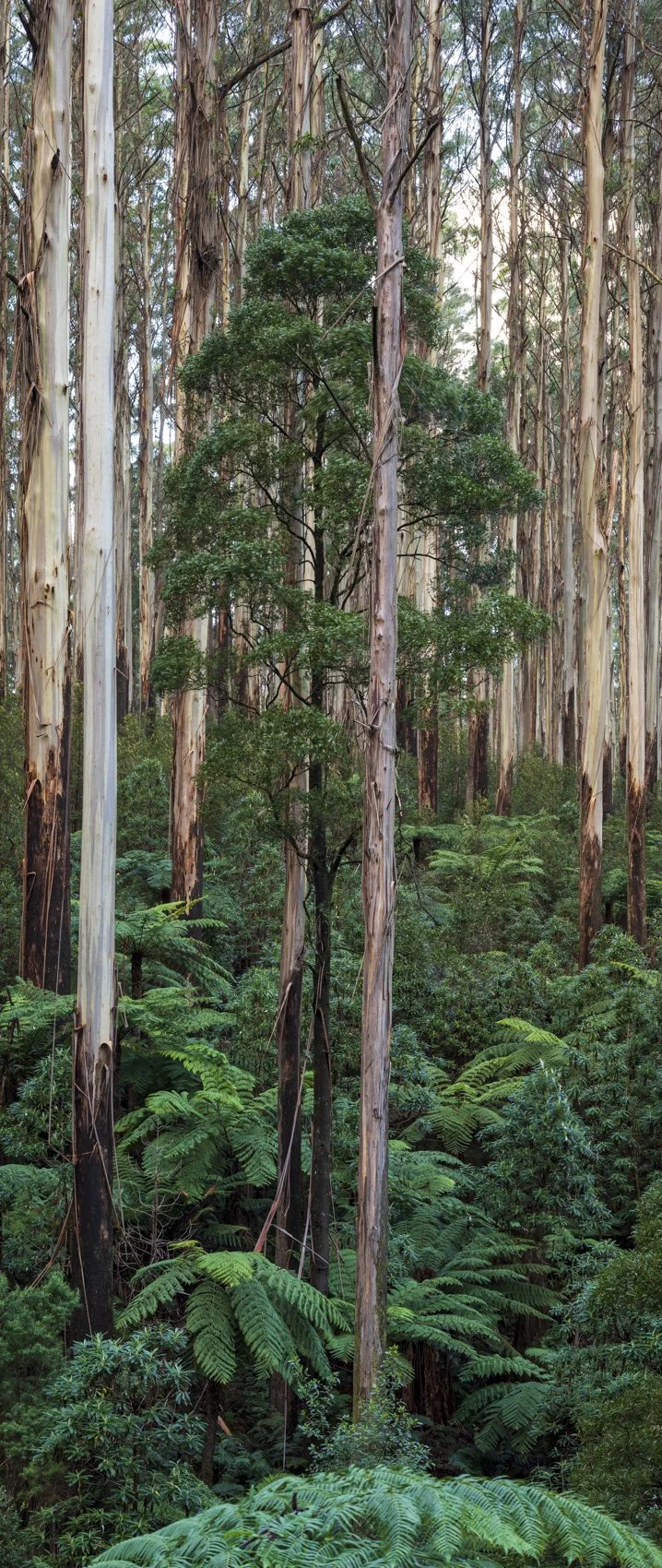 Black Spur Portfolio shots (67 of 142)-Pano.jpg
