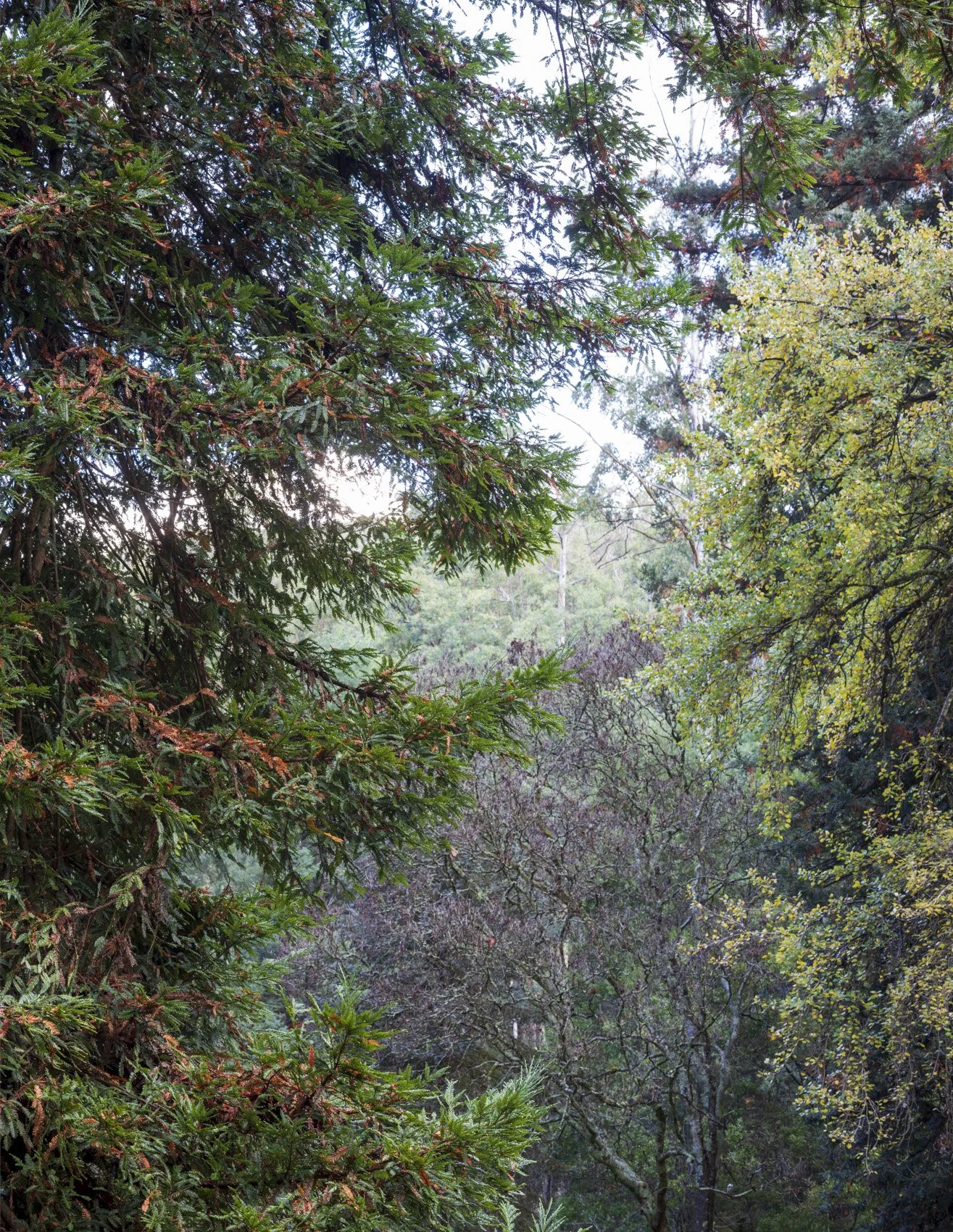 Black Spur Portfolio shots (27 of 142)-Pano.jpg