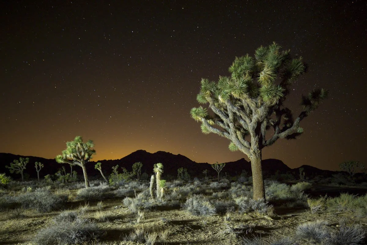 California Johua-4.jpg