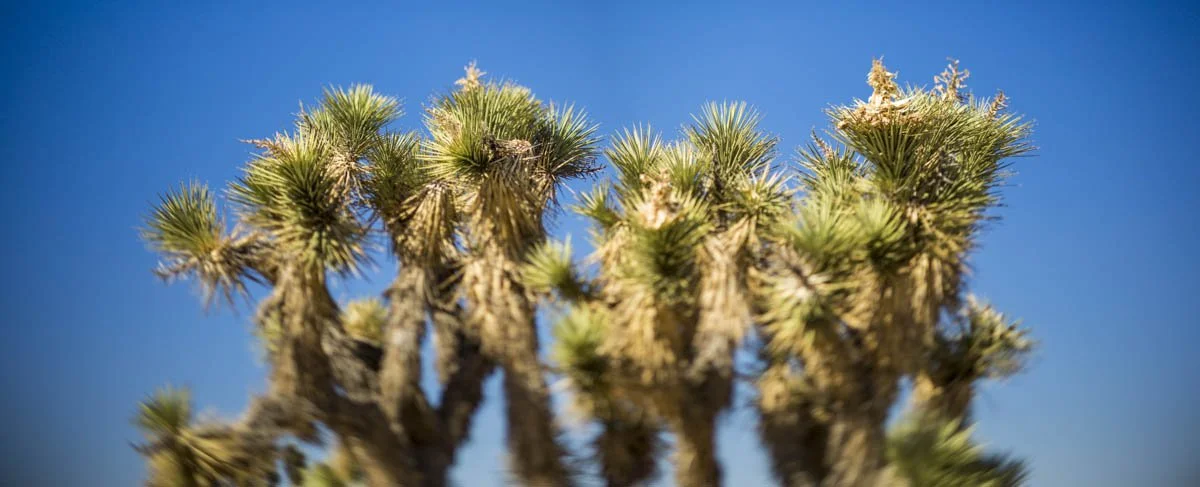 California PEARBLOSSOM 3.jpg