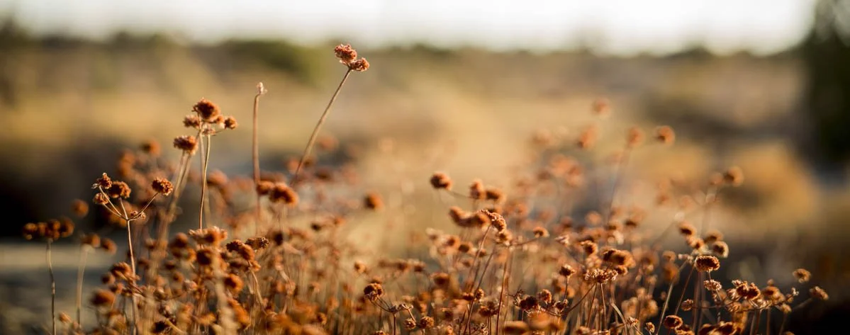 California PEARBLOSSOM 28.jpg
