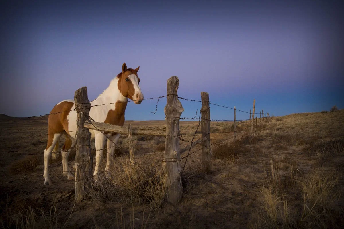 New Mexico Horse-6-2.jpg