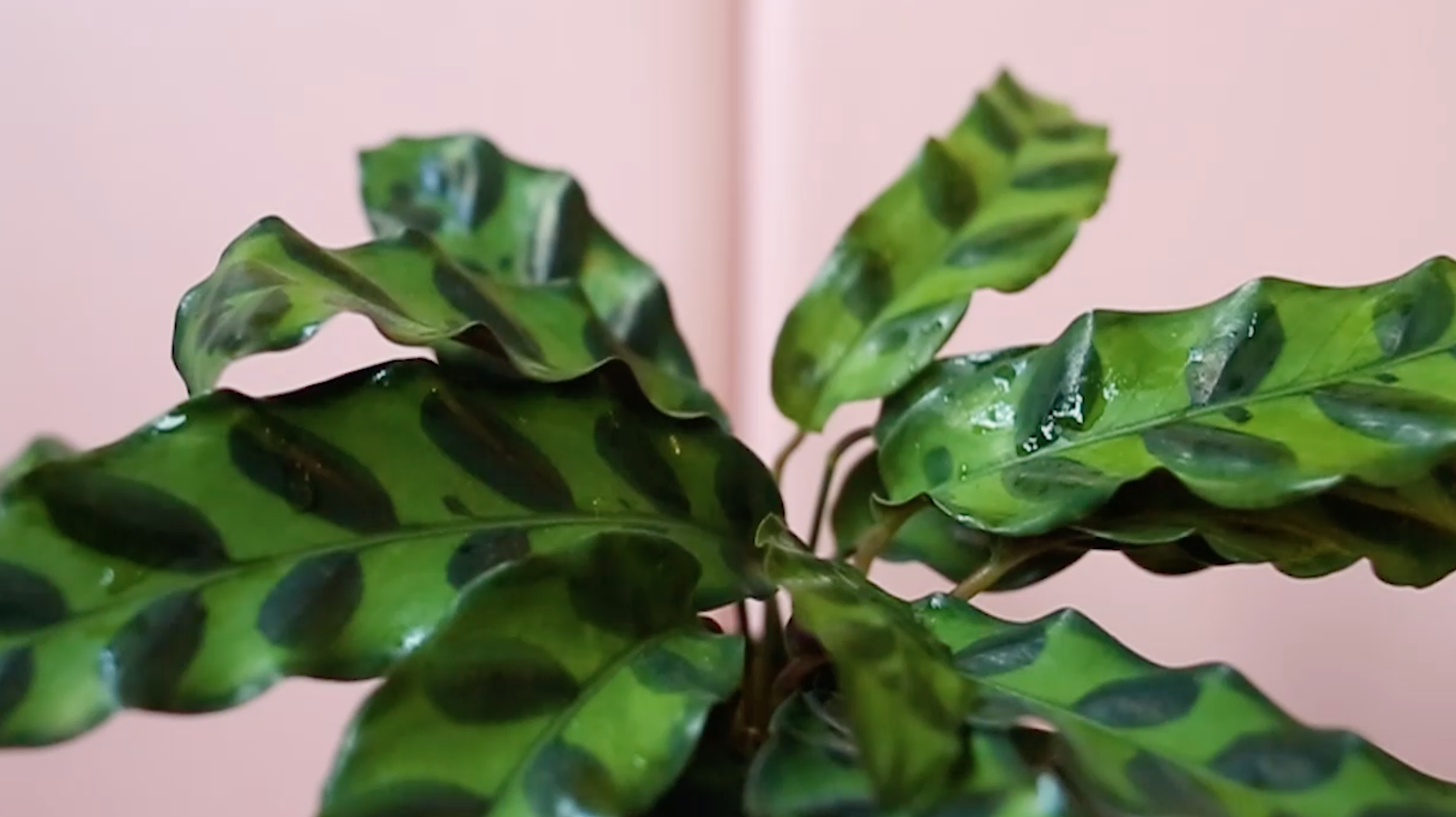 Screen Shot 2018-09-05 at 5.34.36 PM.png