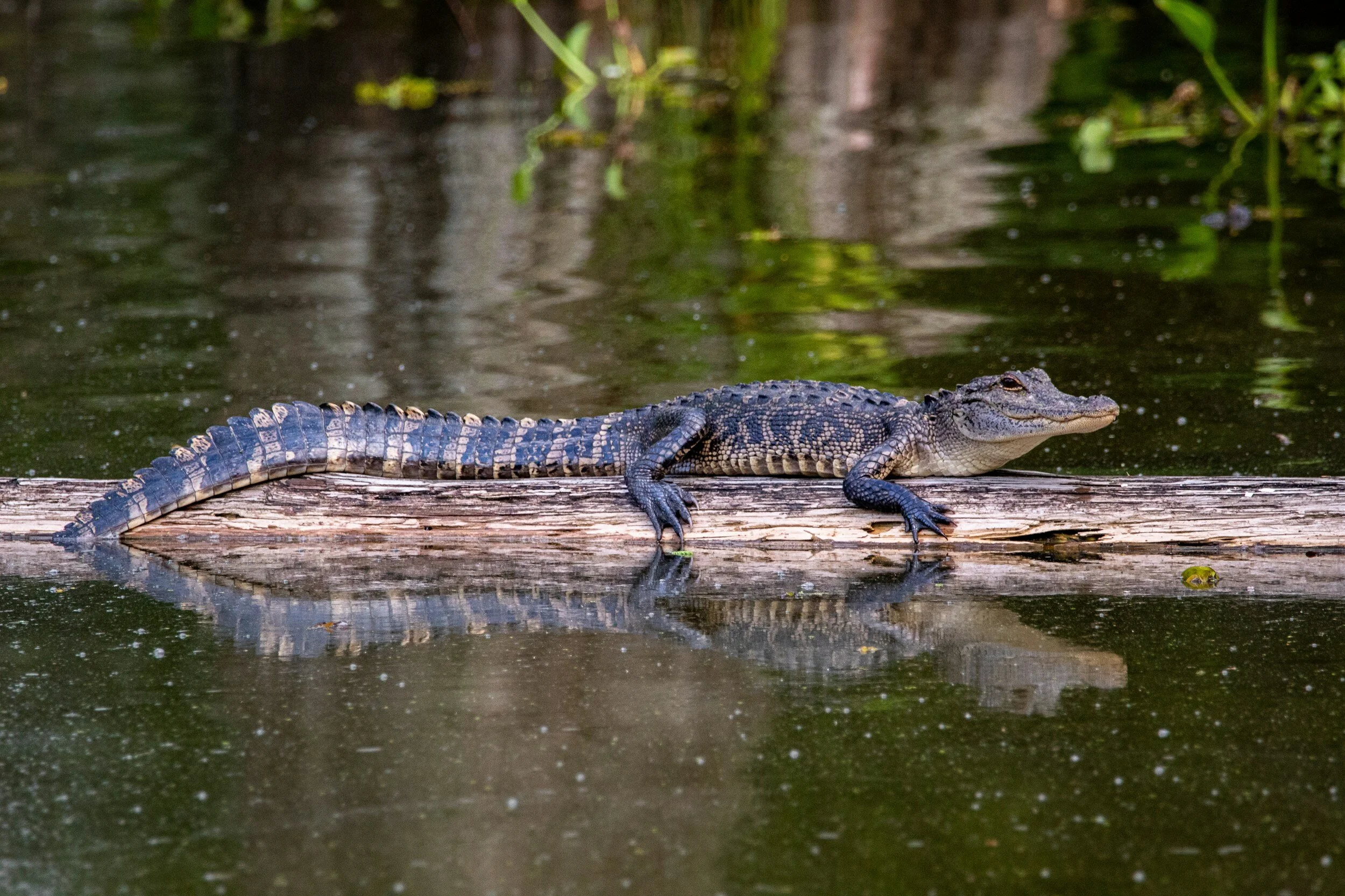Swimming with Alligators