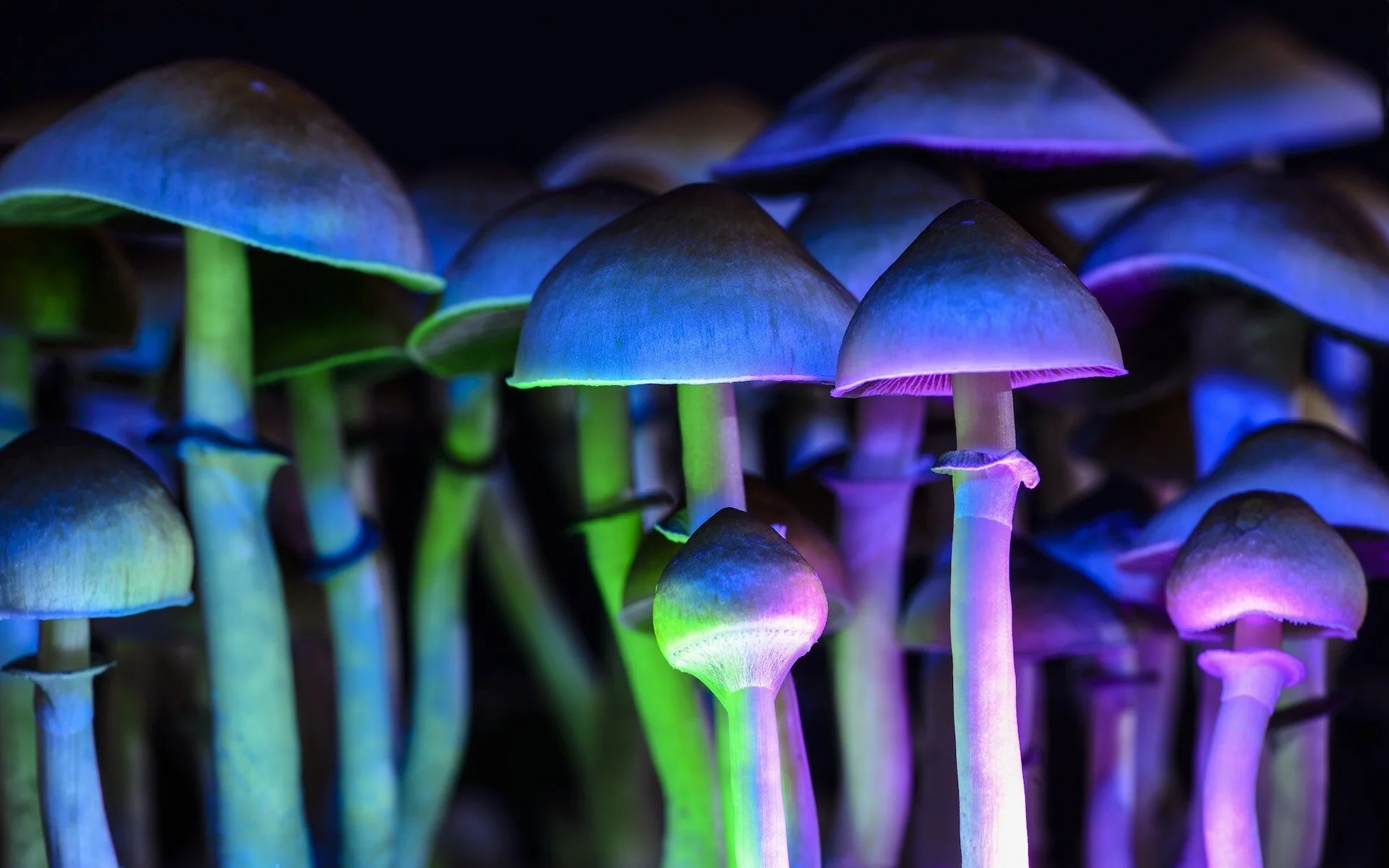 The Potential of Therapeutic Psychedelics Drugs: An Interview with Professor Albert Garcia-Romeu