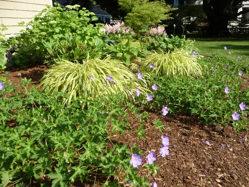 Foundation Plantings — Dewey Gardens