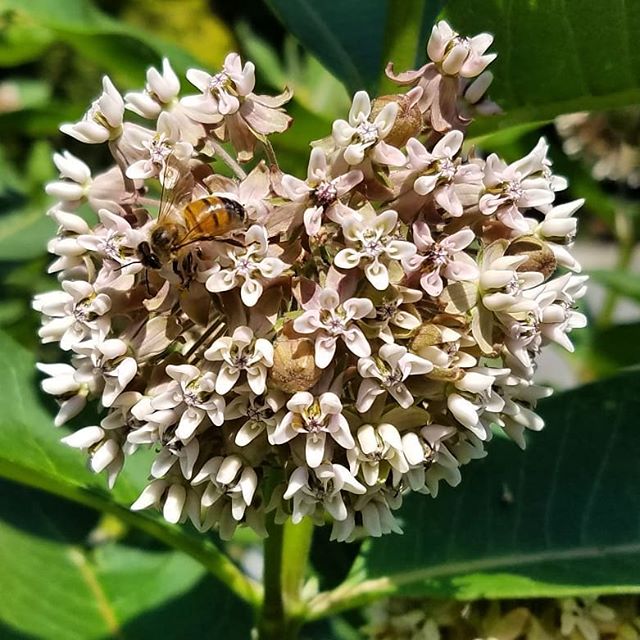 #milkweed in the garden!
#nativeplants