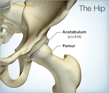 375x321_the_hip.jpg
