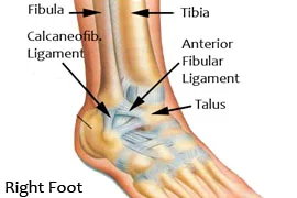 Ankle Ligaments.jpg