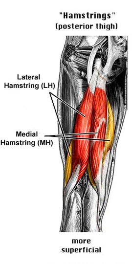 Hamstring.jpg