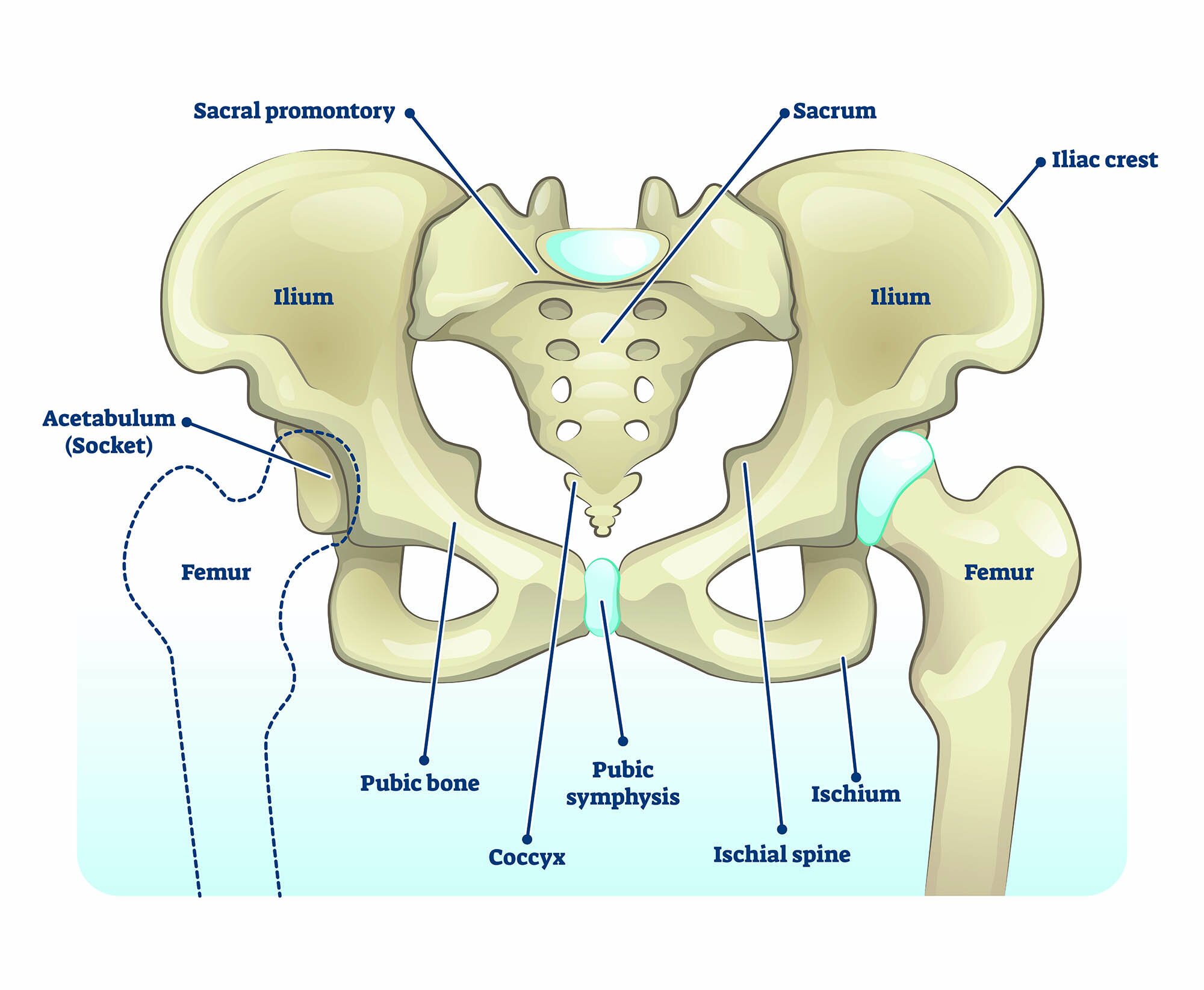 Hip Osteoarthritis — Lake Washington Physical Therapy