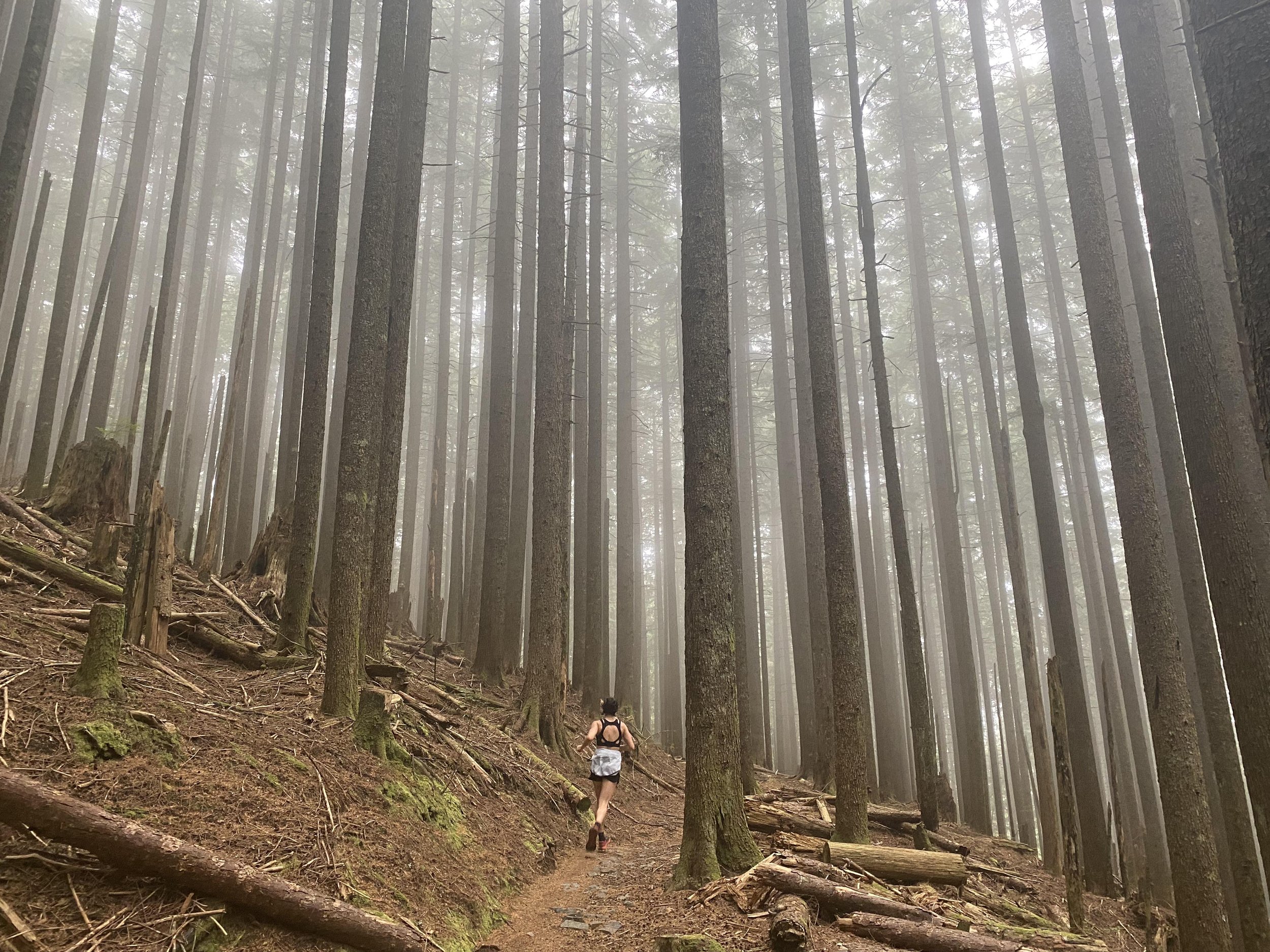 Taylor Trail Running Trees .jpg
