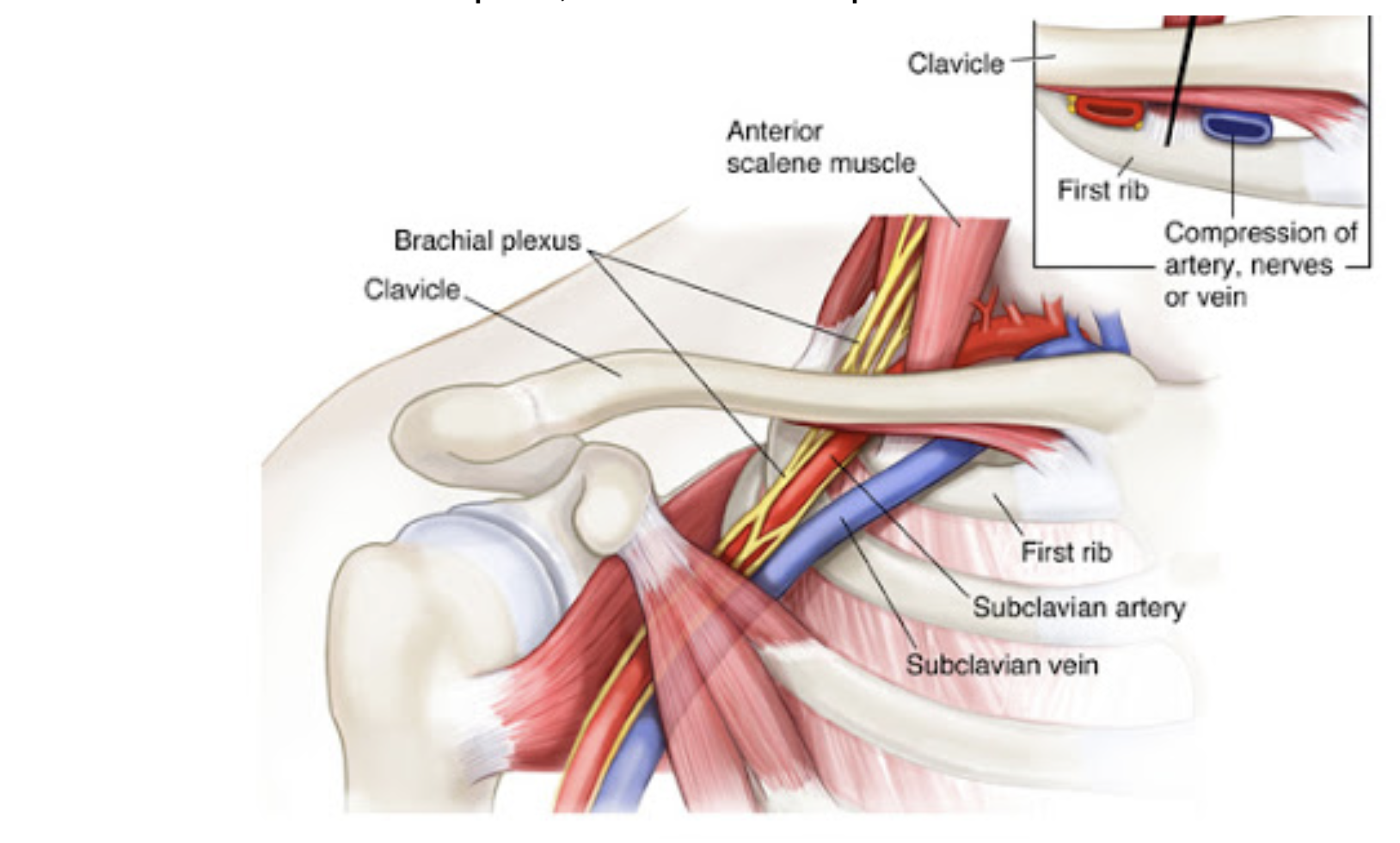 The Subclavius Muscle - The Single Most Super Contracted Muscle of