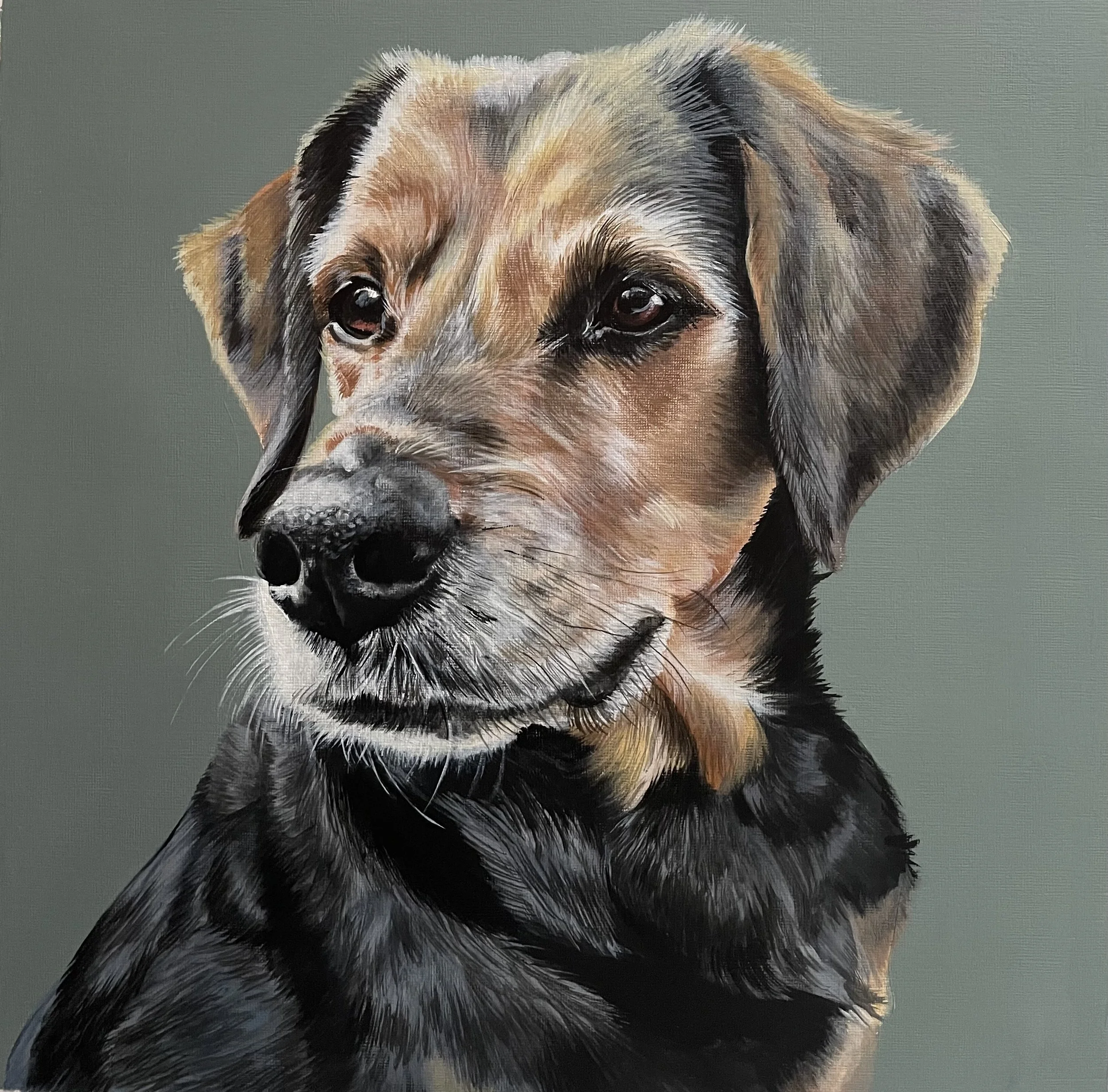 Pet Portraits
