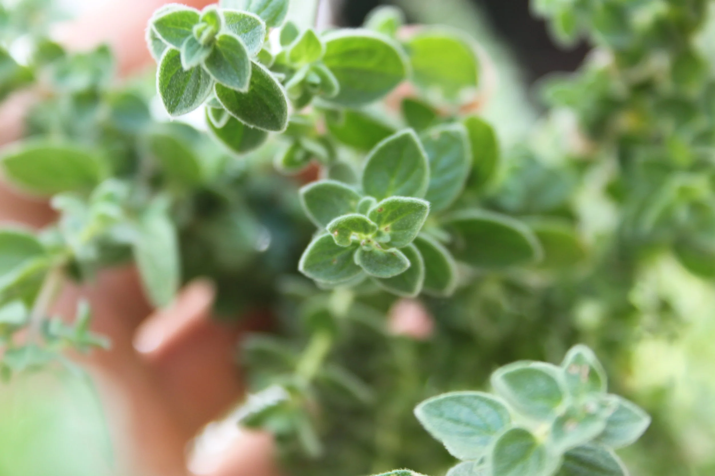 Oregano - the "Mountain Joy" with powerful properties